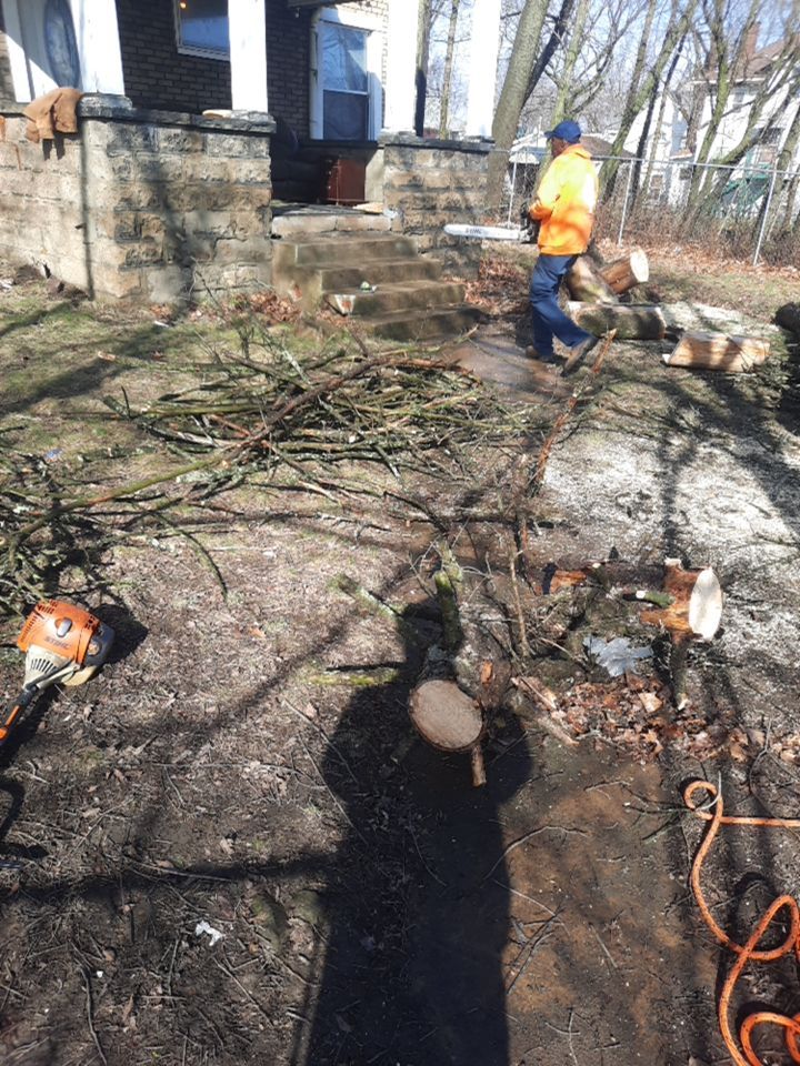 Tree Removal using Tree Removal by Mike Jones & Sons Tree Service LLC 