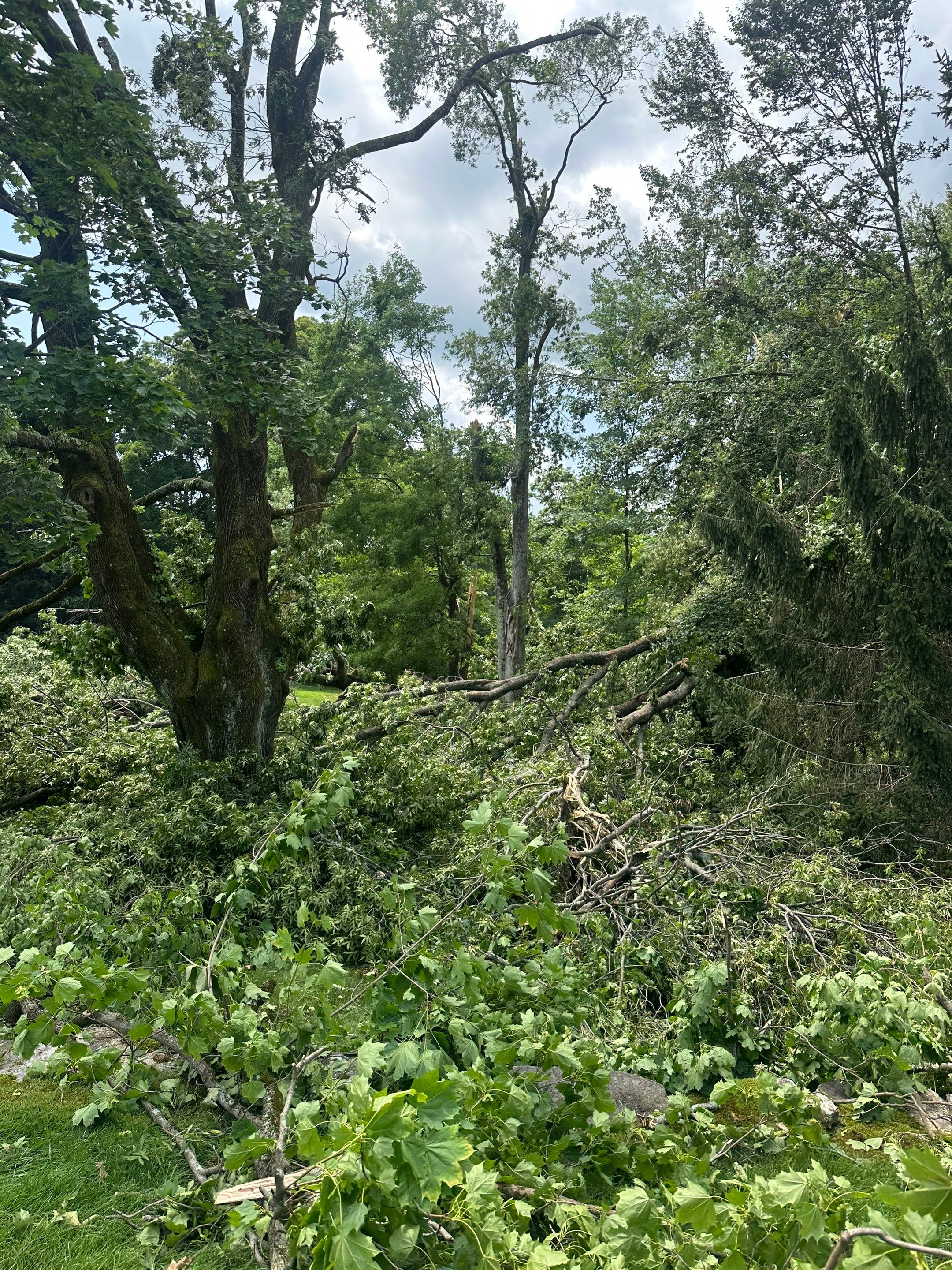 Emergency Tornado Damage Cleanup and Hazardous Tree Removal in Harrison by Fox Hill Luxury Real Estate Services