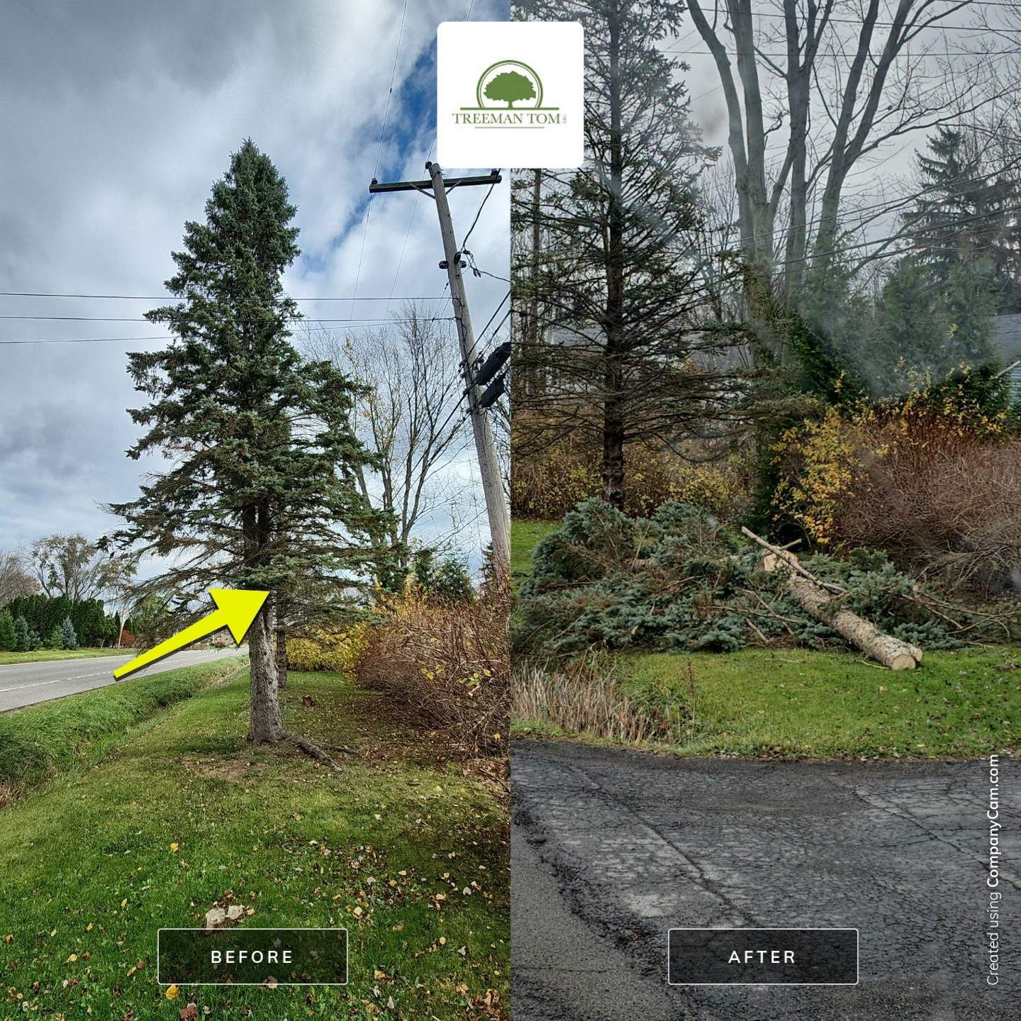 Tree Removal: Leave all (Economy Package) by Treeman Tom LLC