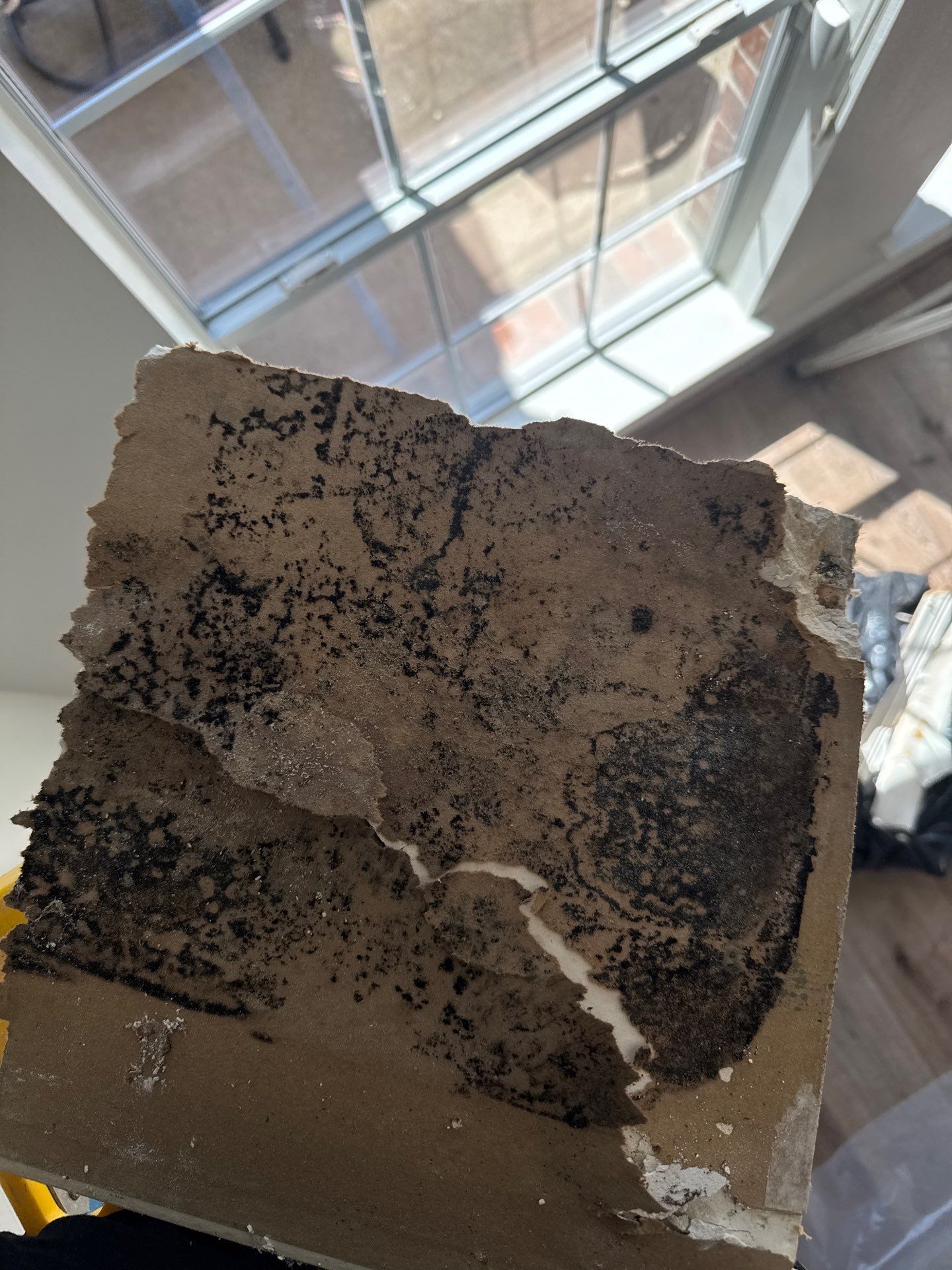 Mold Remediation Job in Richmond by Team Home Solutions
