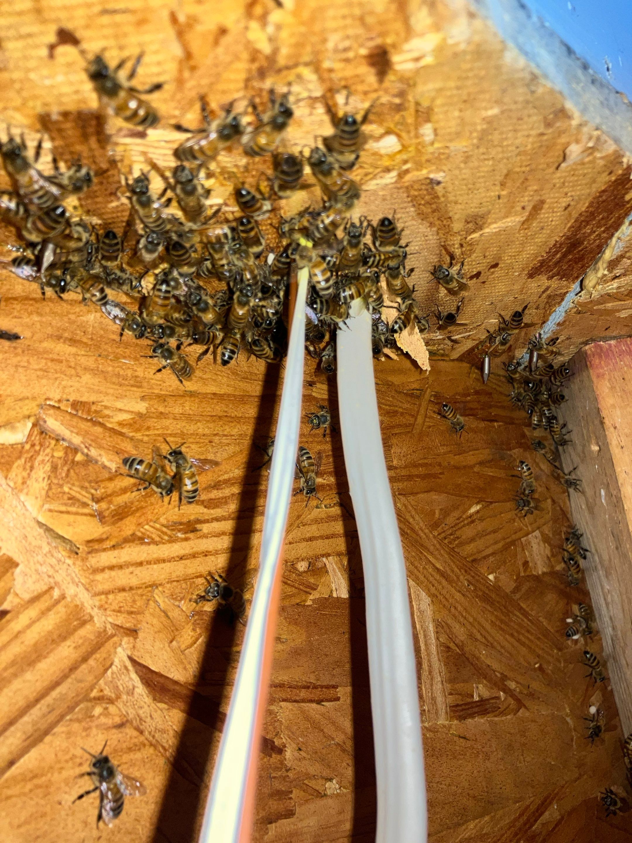 Judge Judy by Rockwall Honey Bee Company