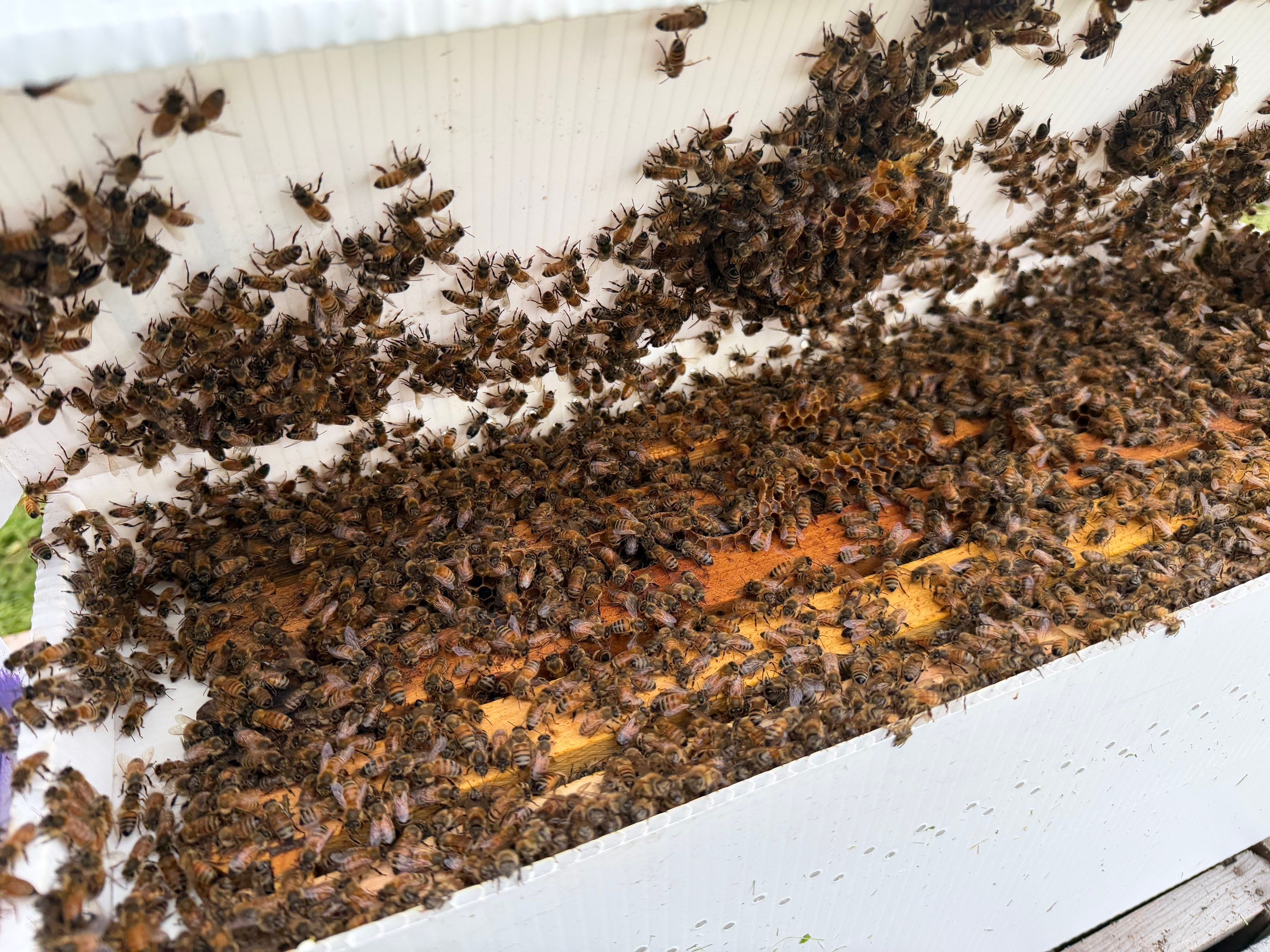 Special Use Valuation in McClendon-Chisolm by Rockwall Honey Bee Company