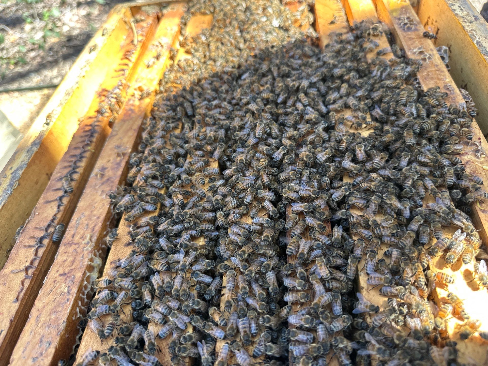 Urban Bees in North Dallas by Rockwall Honey Bee Company