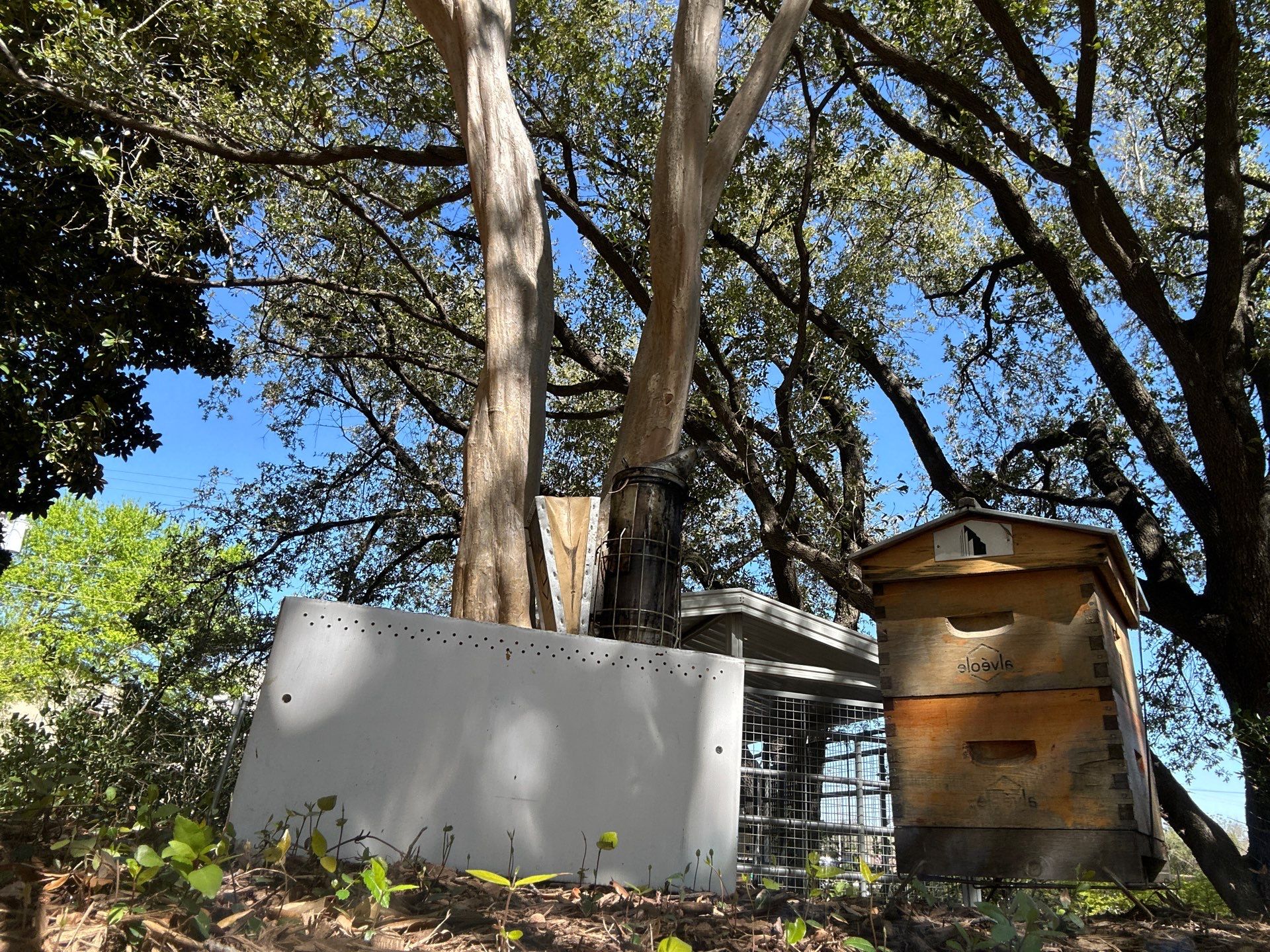 Urban Building Bees by Rockwall Honey Bee Company