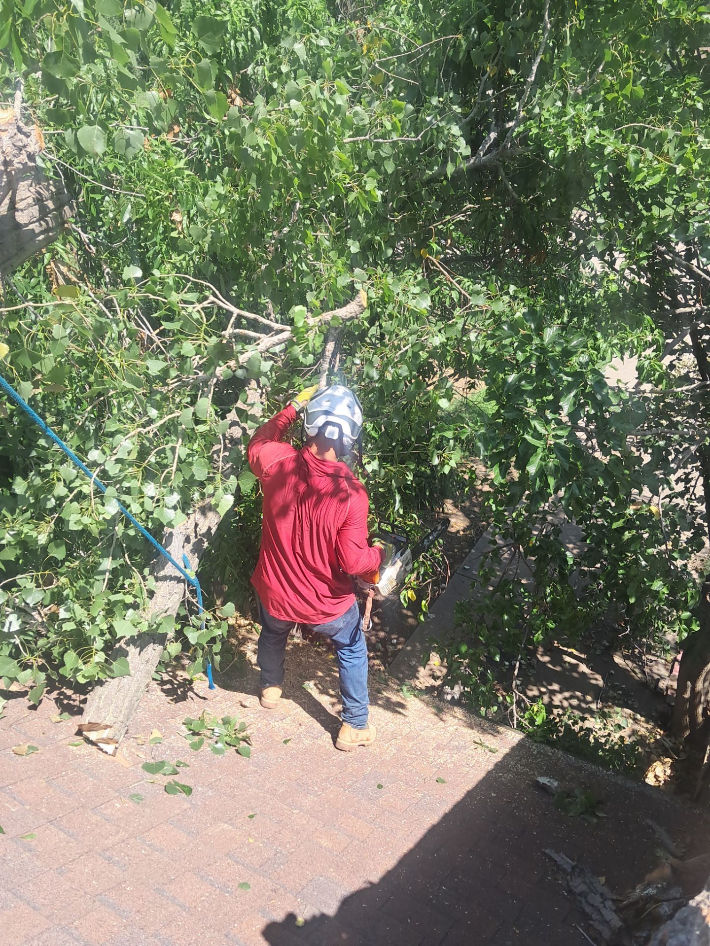 Dangerous Tree Tree Removal  by Clays Services Inc