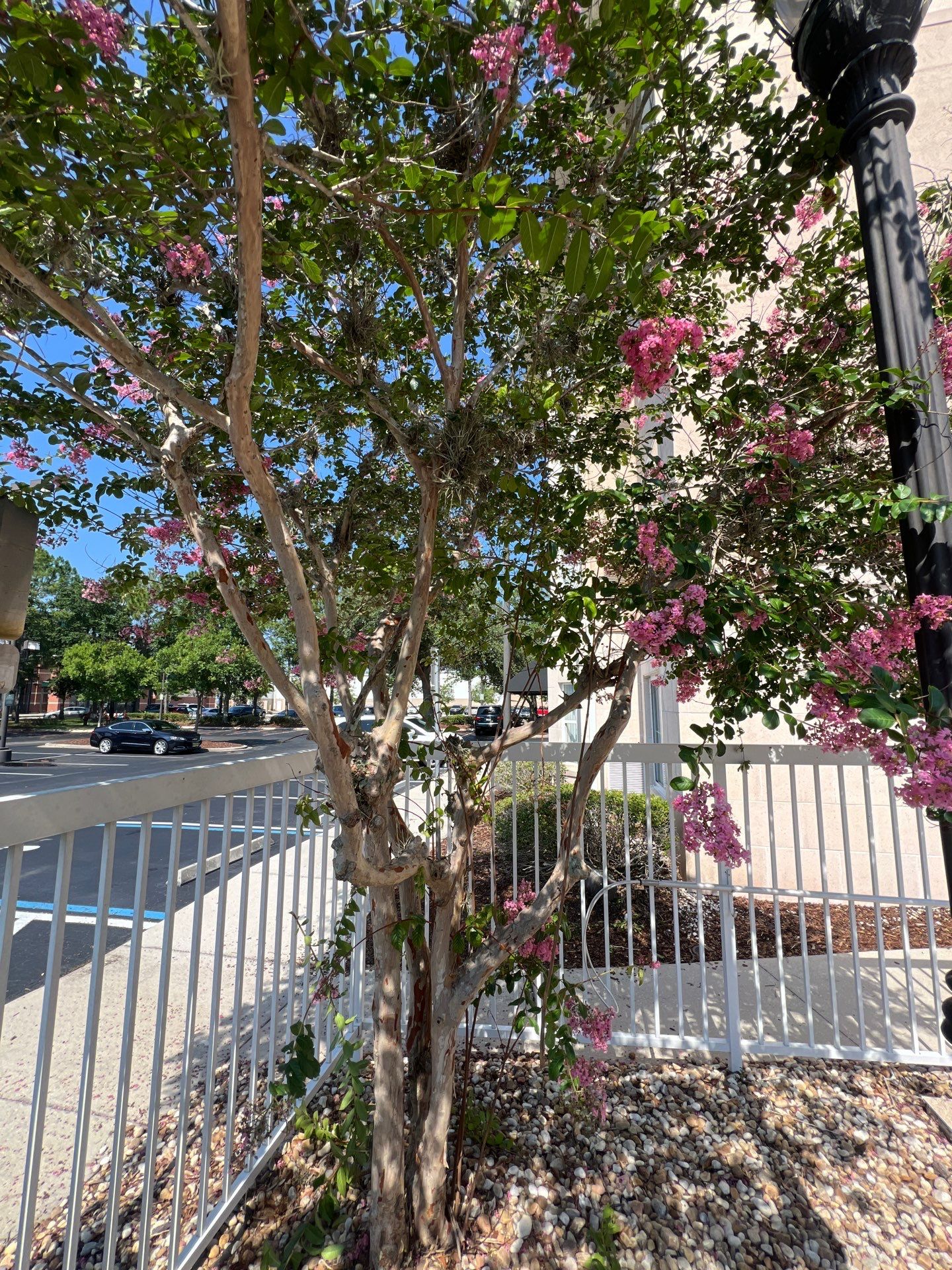 Homewood Suites | Tree Service by ProGreen Services