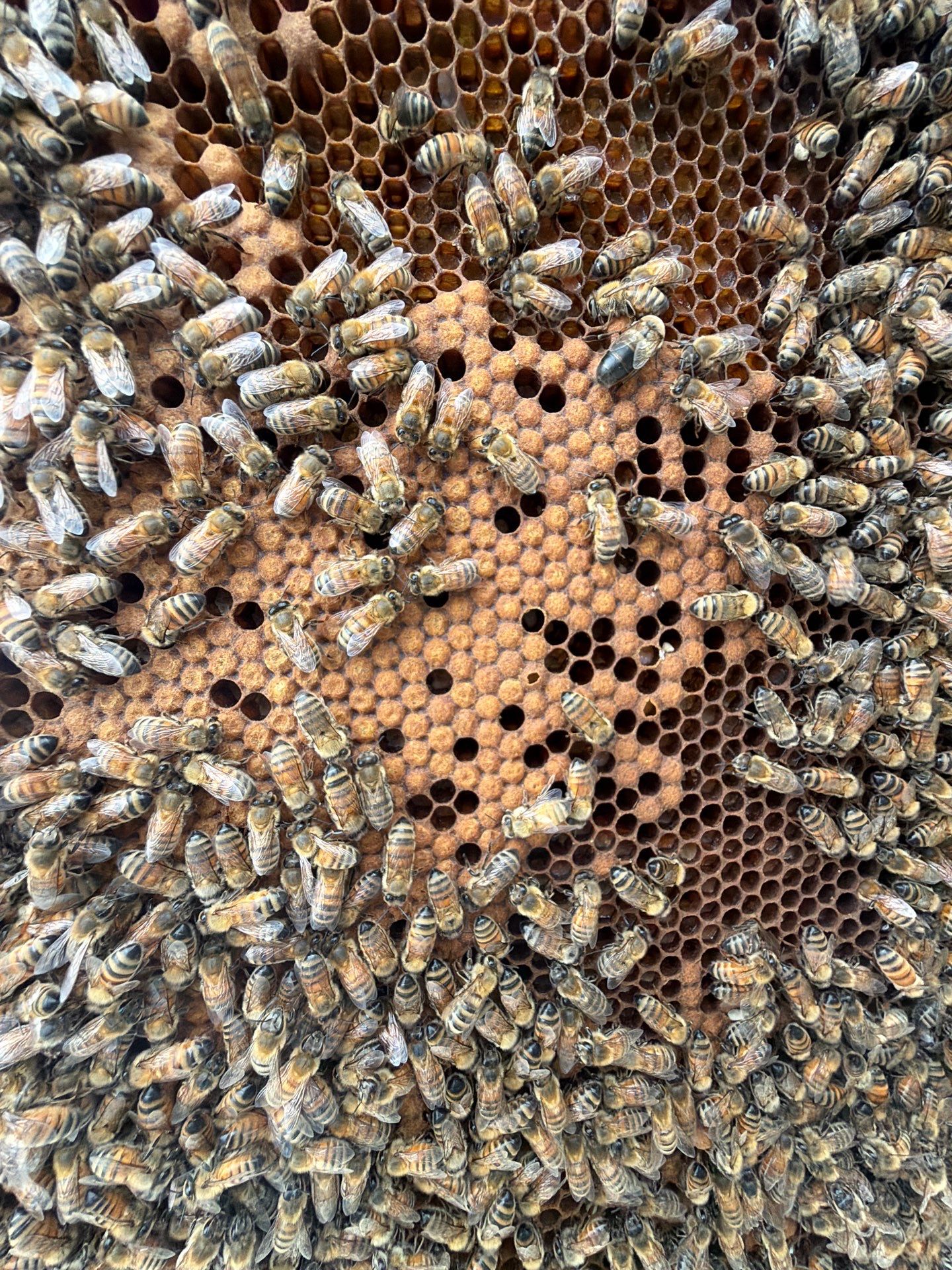 Bees at the Bank! by Rockwall Honey Bee Company