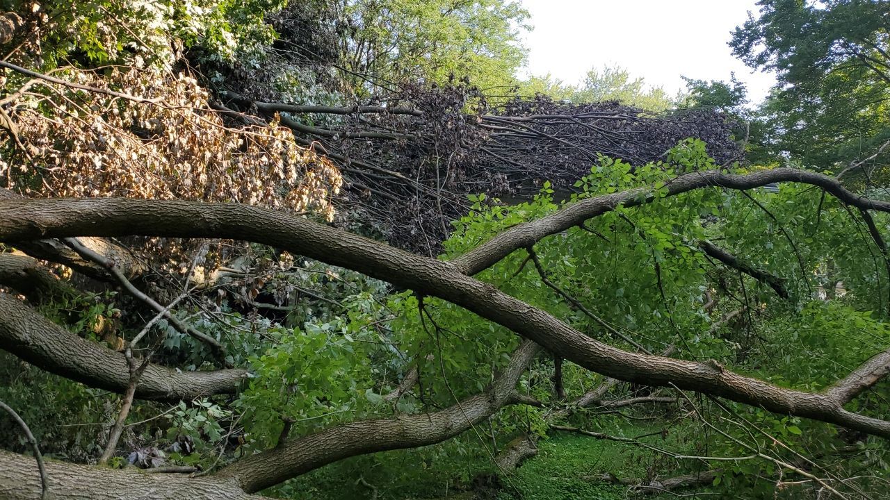 Storm Damaged Tree Removal  by Mike Jones & Sons Tree Service LLC 