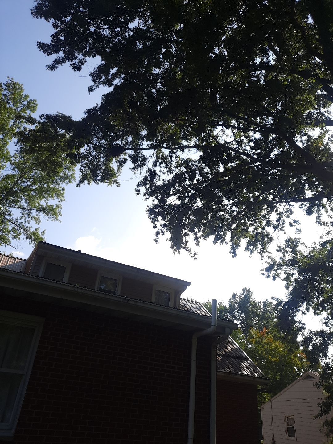 Tree Trimming using Tree Pruing by Mike Jones & Sons Tree Service LLC 