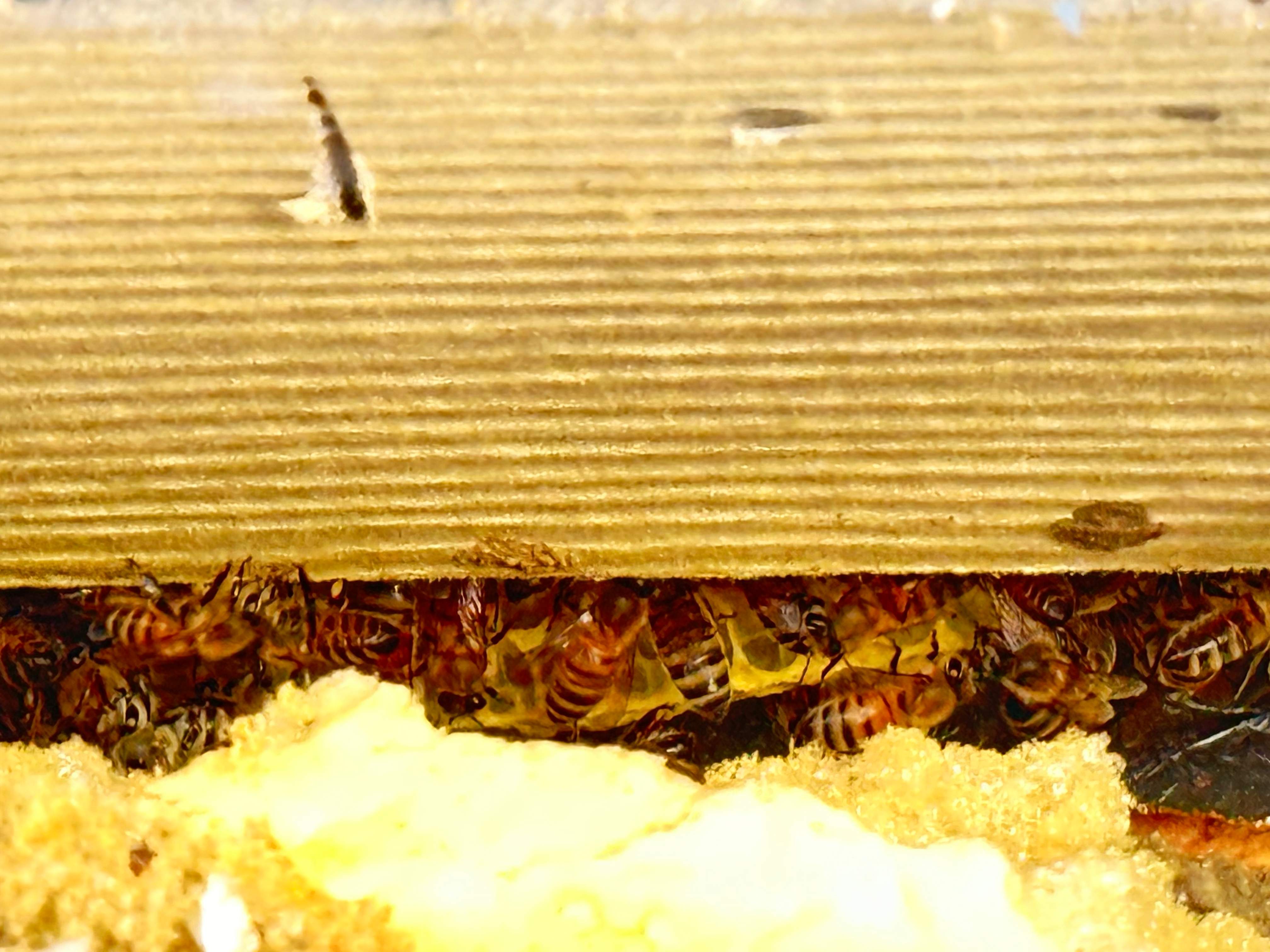 Caged Queen by Rockwall Honey Bee Company