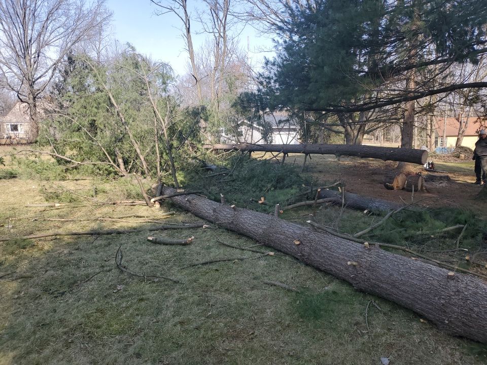 Tree Removal using Tree Removal by Mike Jones & Sons Tree Service LLC 