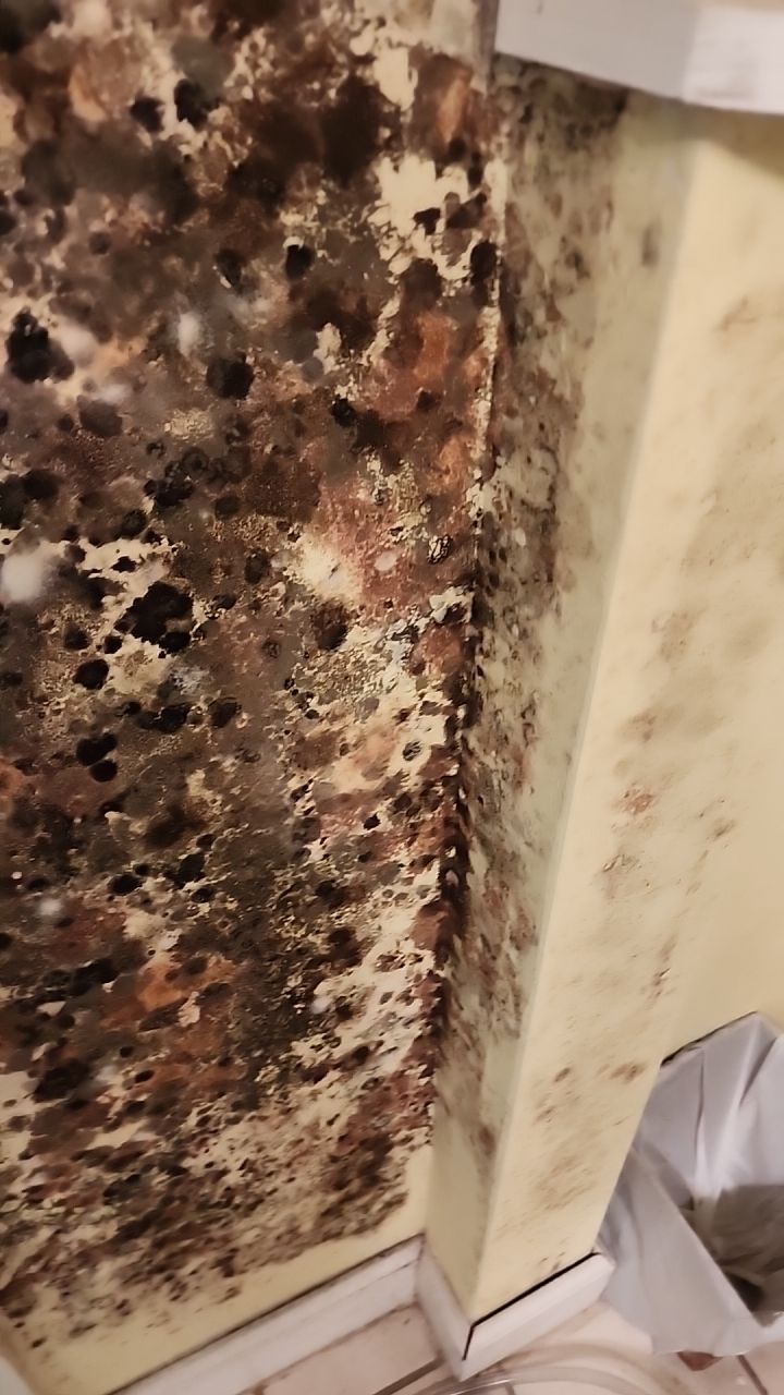 Damage caused from leaking water hea  er by Building performance Solutions LLC