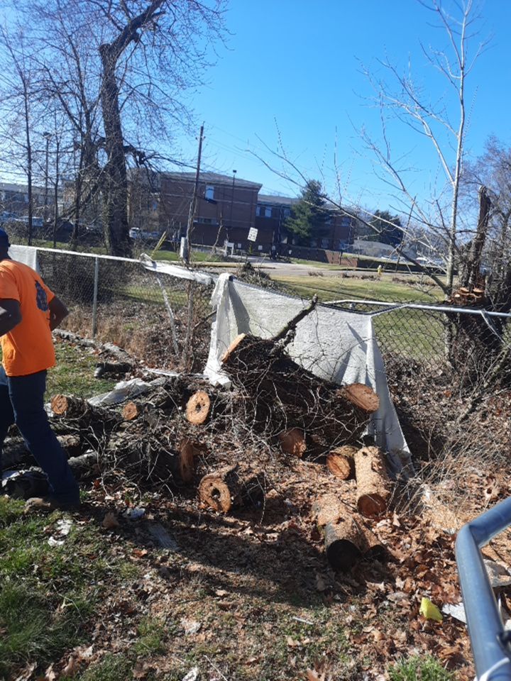 Tree Removal using Tree Removal by Mike Jones & Sons Tree Service LLC 