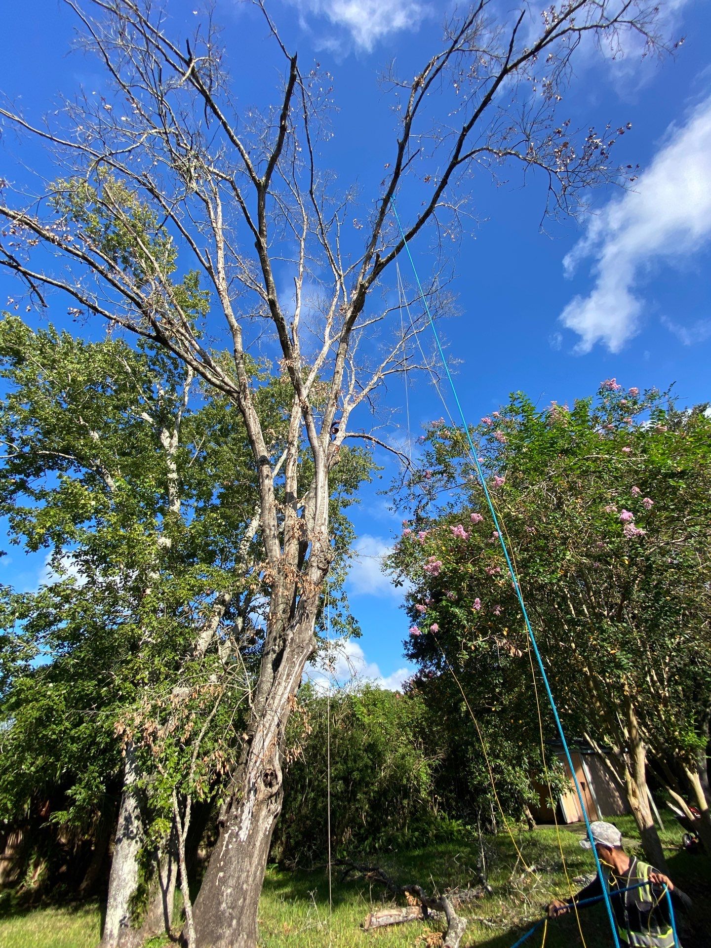 Tree Removal | Residential by ProGreen Services