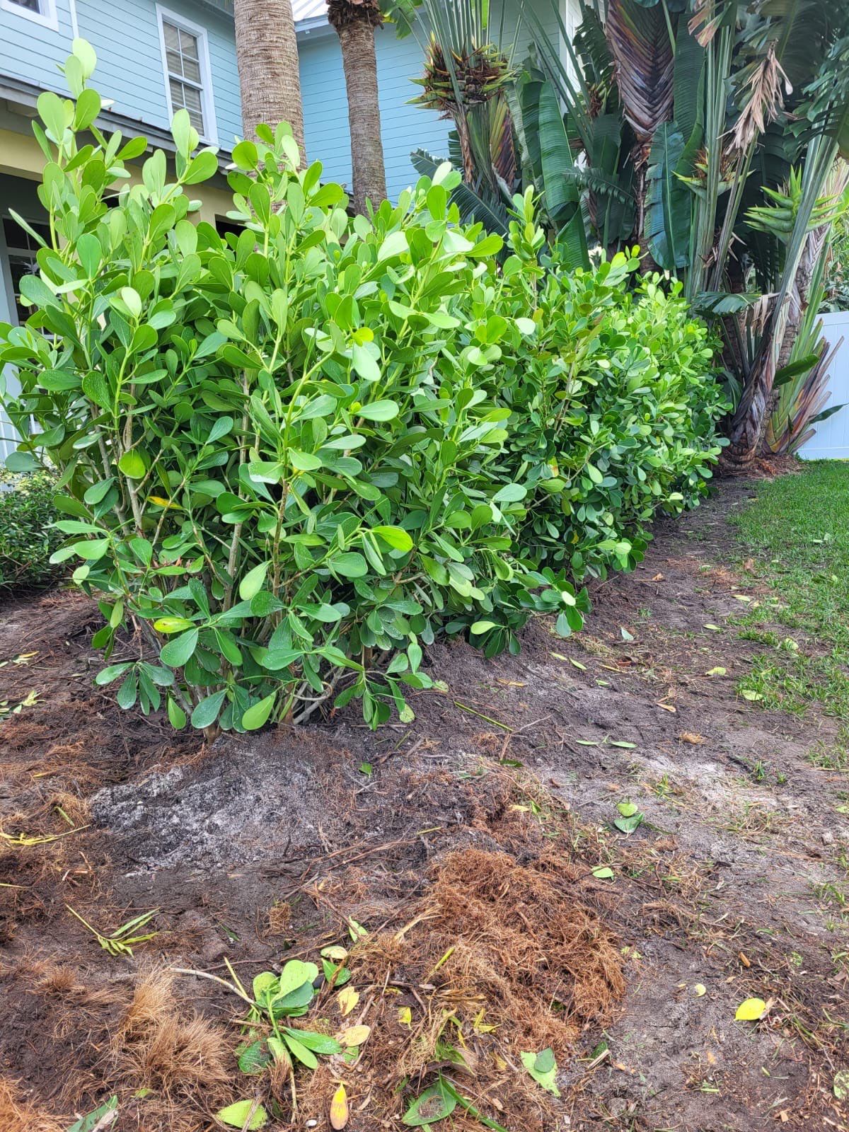 Hazard  by The Landscaping People
