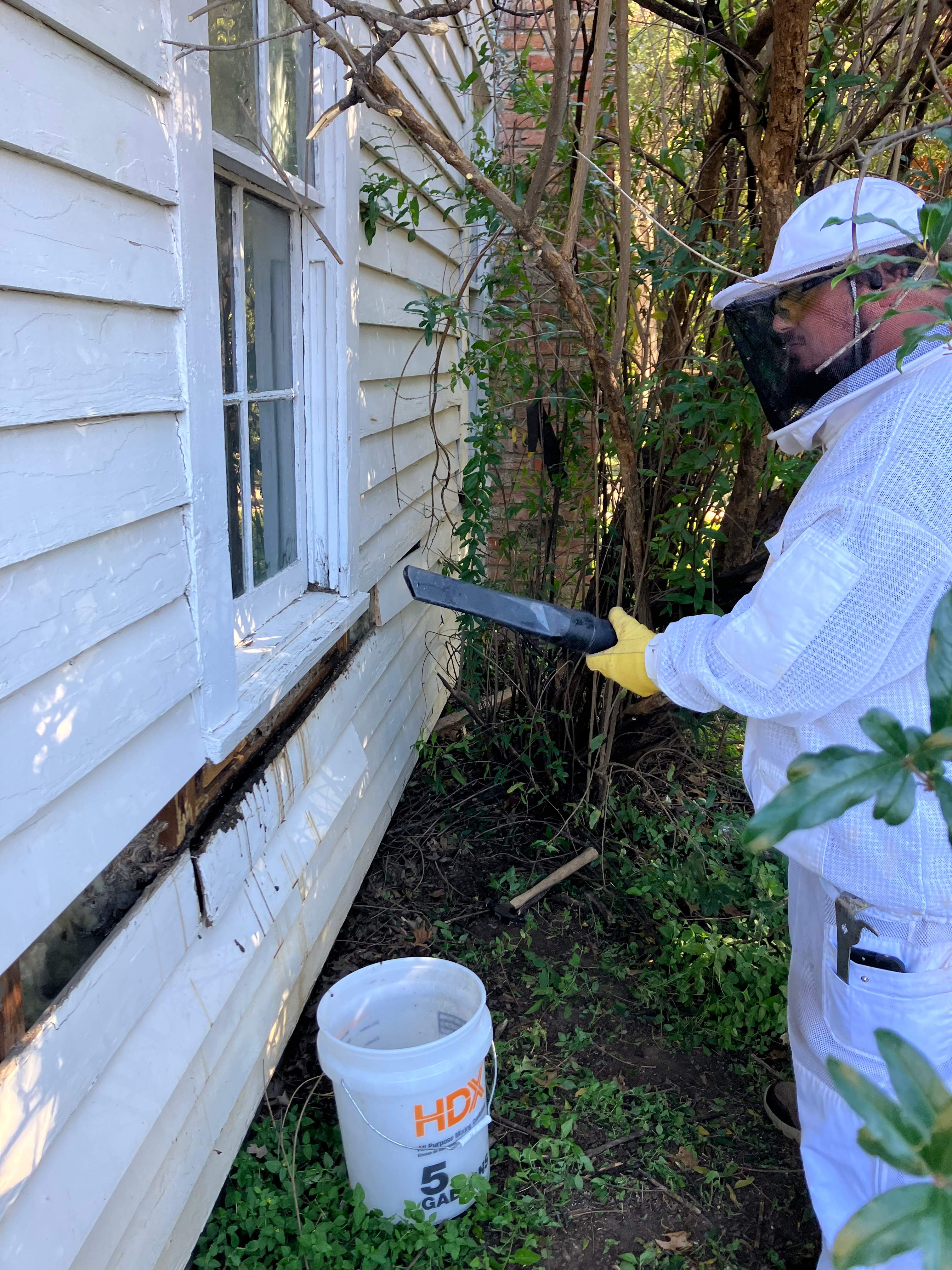 Yellowjackets at City Park by Rockwall Honey Bee Company