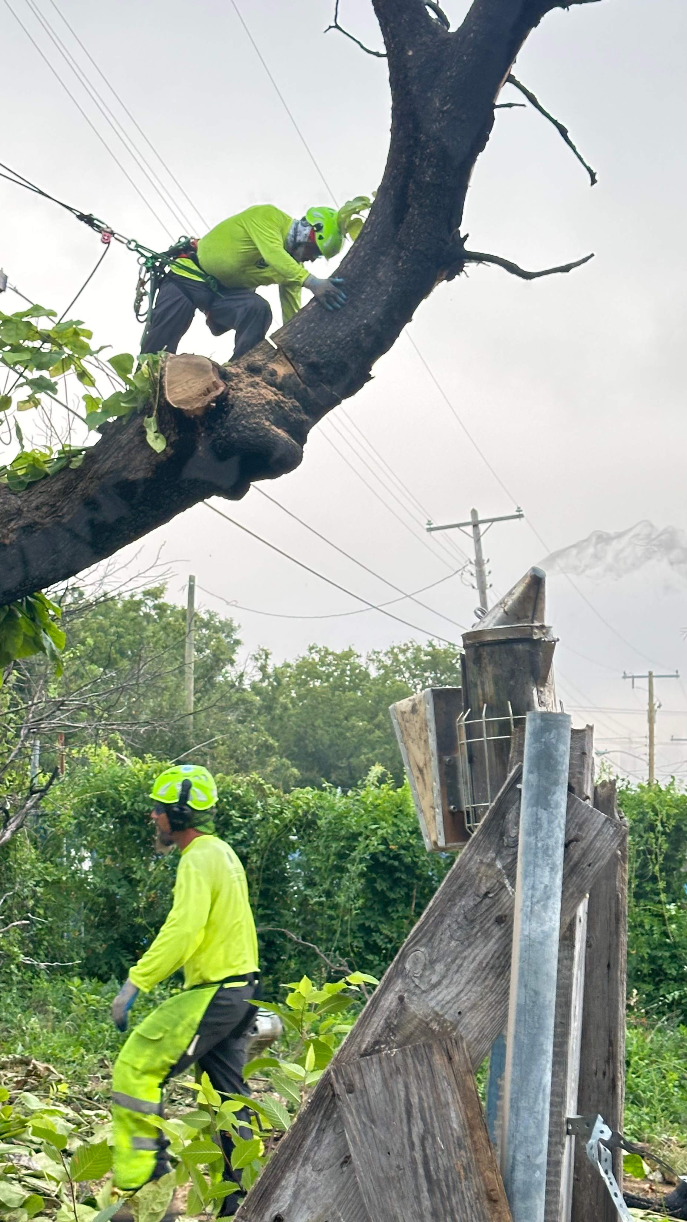 City Tree Company  by Rockwall Honey Bee Company