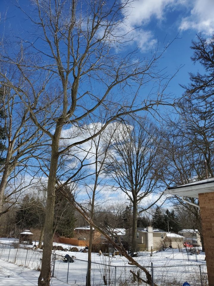 Tree Trimming using Tree Pruing by Mike Jones & Sons Tree Service LLC 