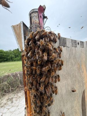 Bees at the Bank!