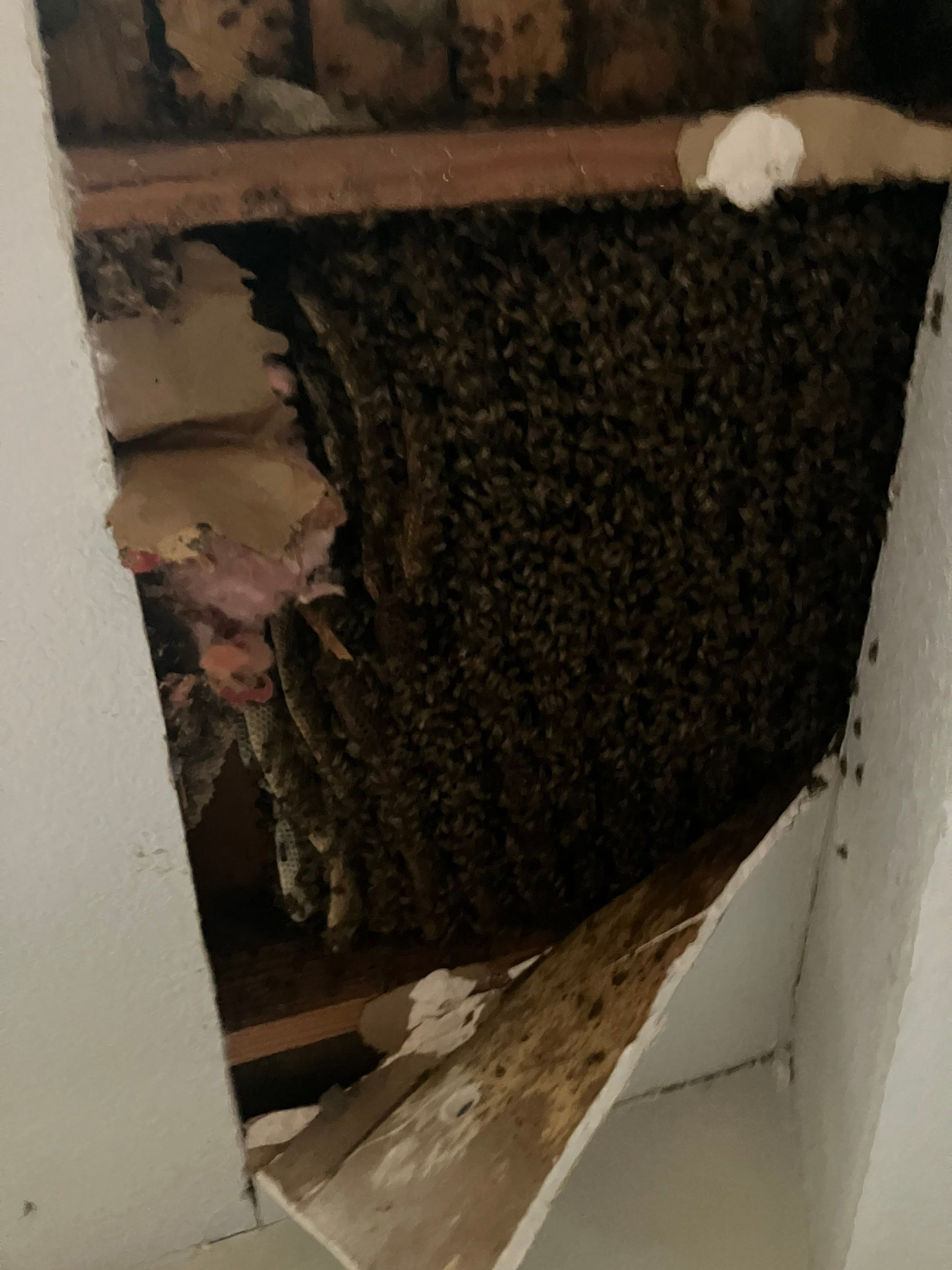 Wedged and Woody Bees by Rockwall Honey Bee Company