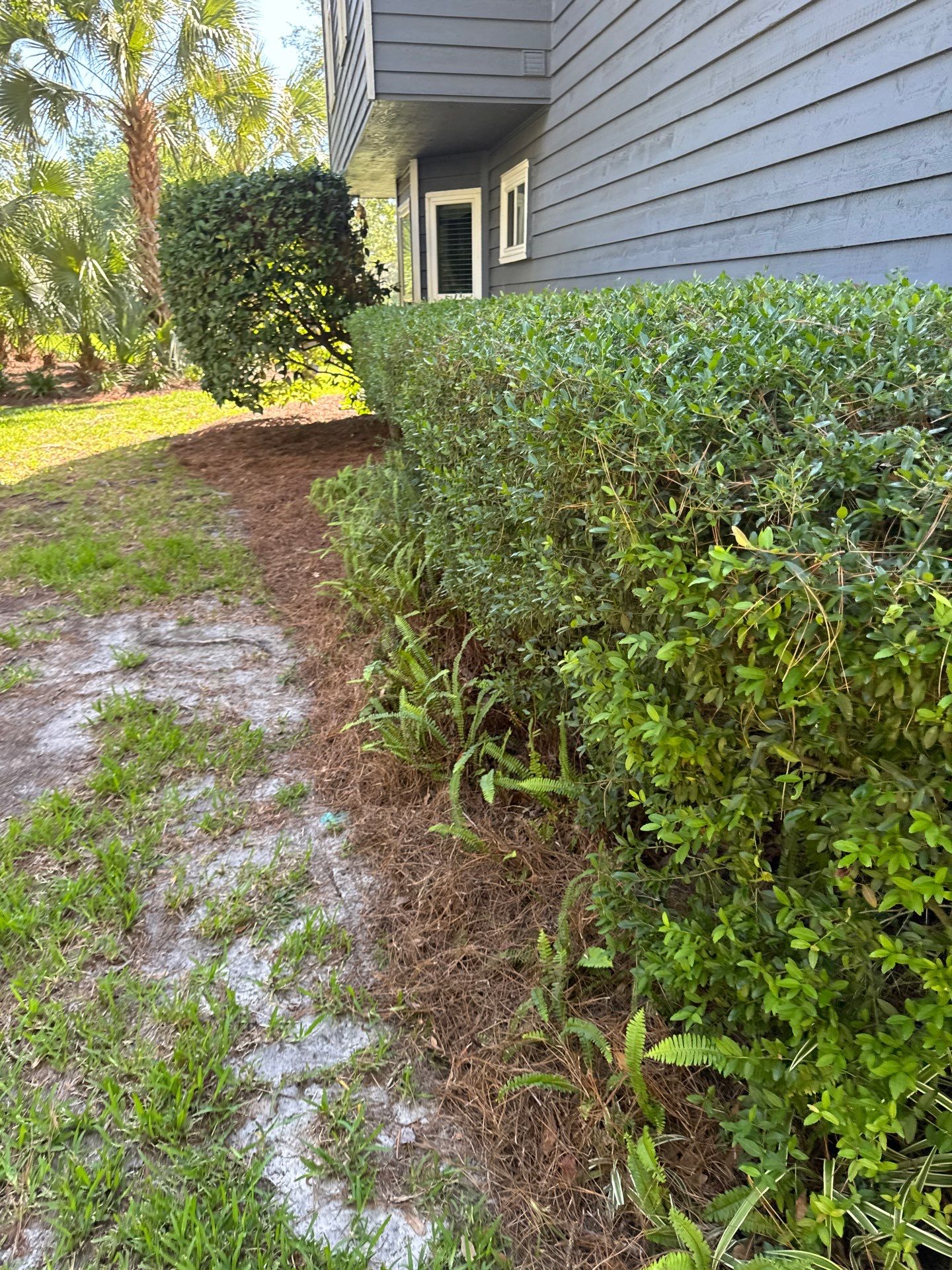 Residential | Pine Straw Install by ProGreen Services