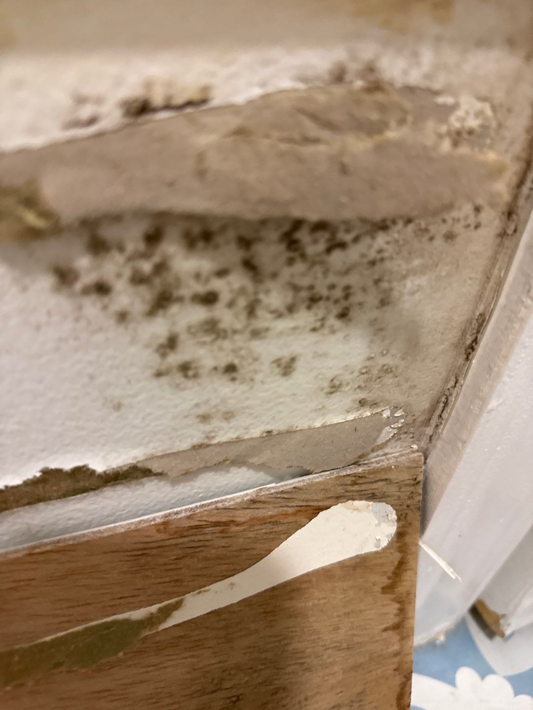 Bathroom and Crawlspace Water Damage and Mold by Healthy Home Solutions