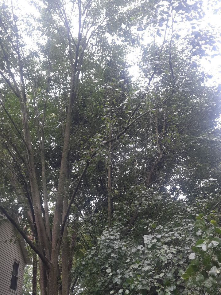 Tree Removal using Tree Removal by Mike Jones & Sons Tree Service LLC 