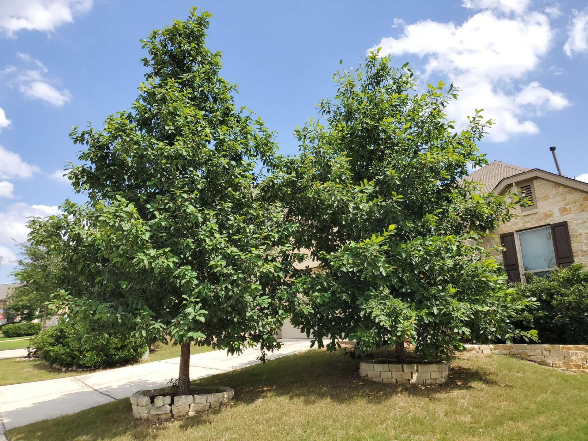 Wortham Oaks - San Antonio, TX by Hole In One Lawns, LLC