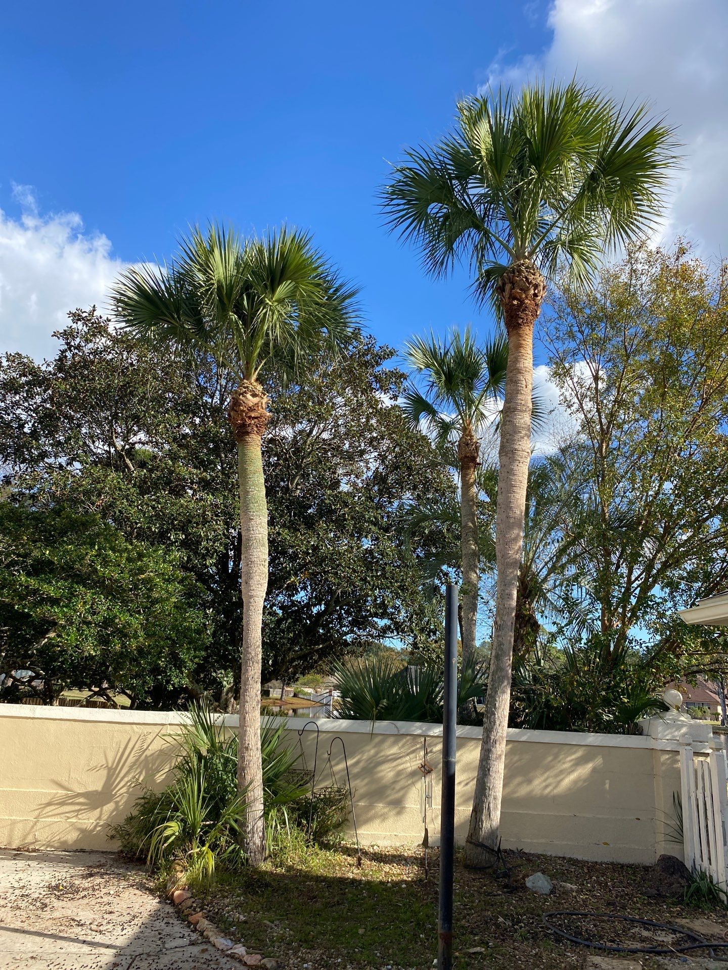 Deerwood Resident | Tree Removal & Palm Trimming by ProGreen Services