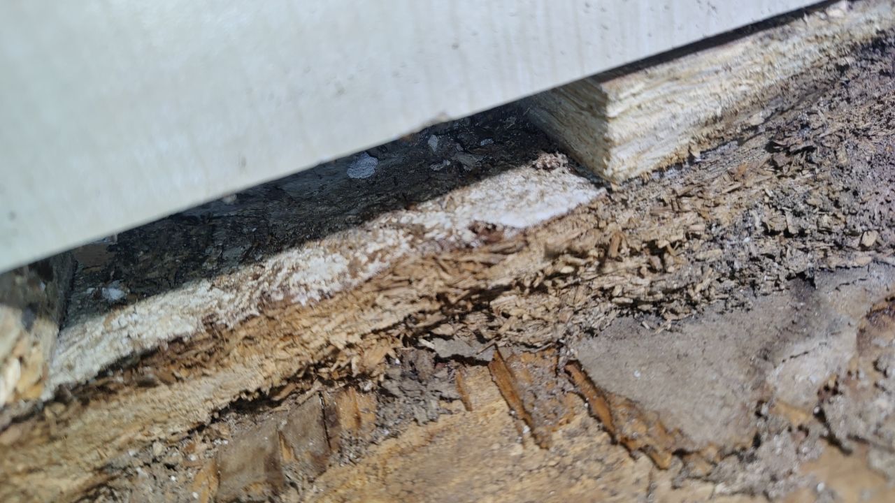 Mold Damage by Accountable Home Services