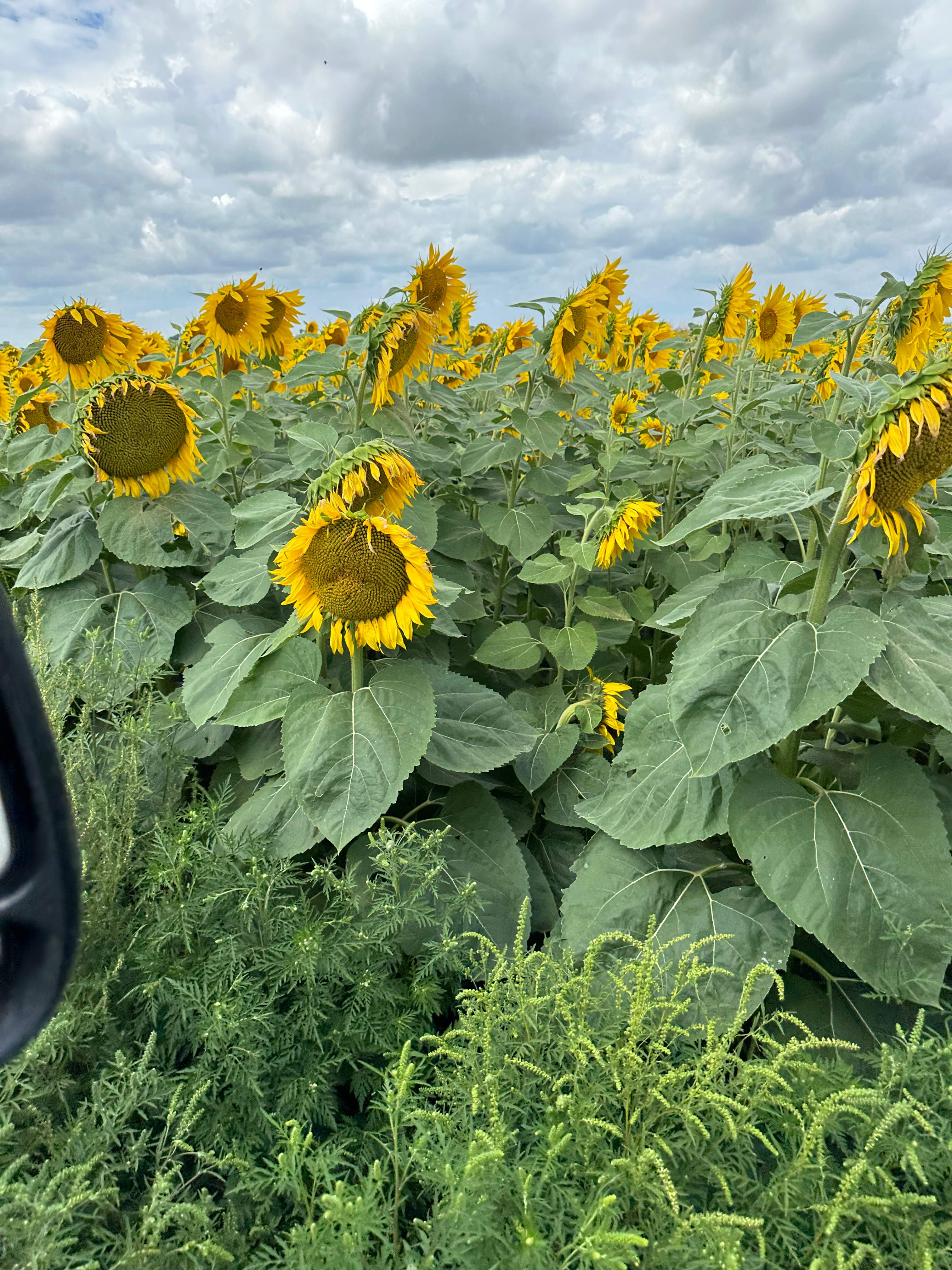BeeGirl's Honey House in the Midwest by Rockwall Honey Bee Company