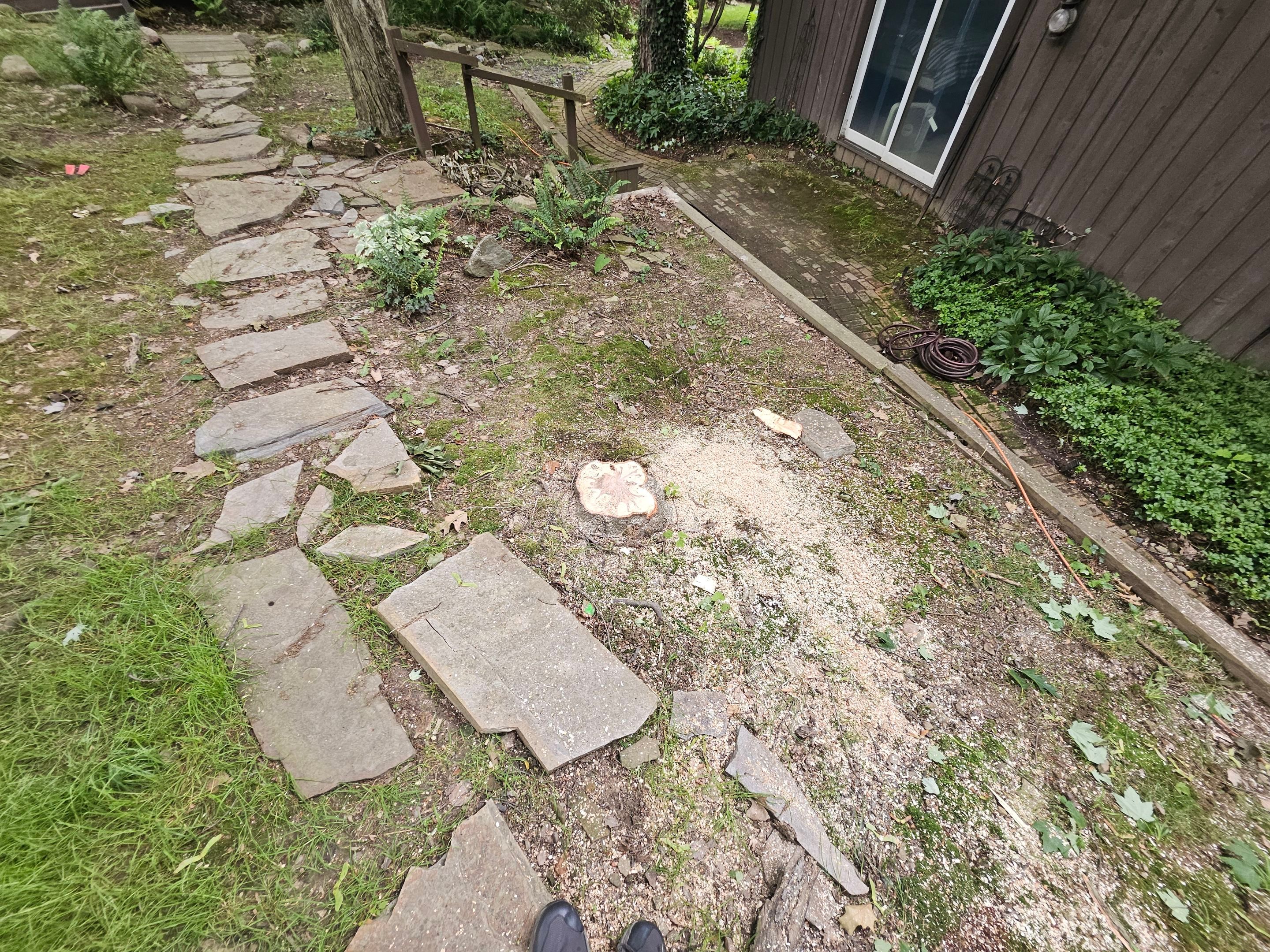 Tree Trimming using Tree Pruing by Mike Jones & Sons Tree Service LLC 
