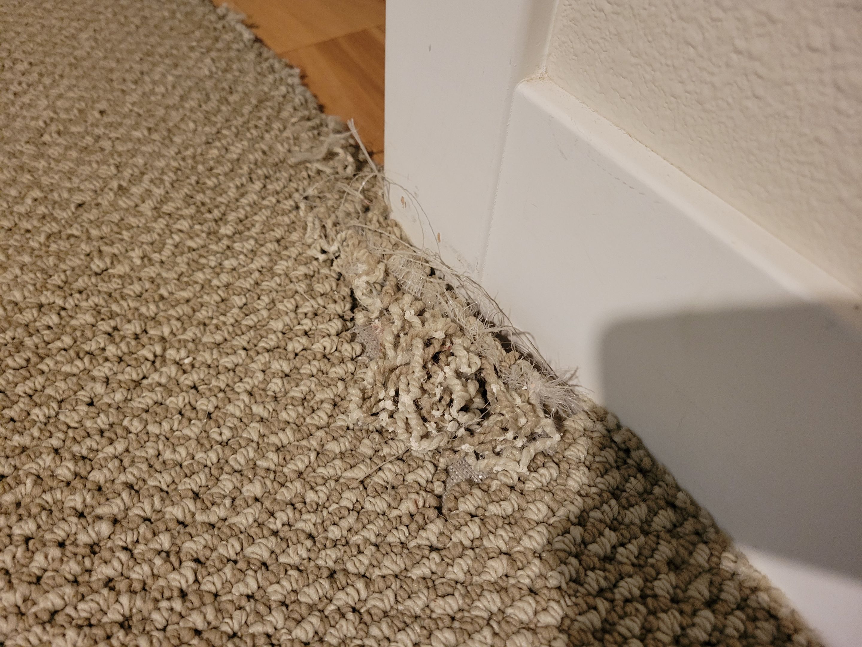 Bonded Insert Repair, Dog Damaged Carpet by Ardent Carpet Restore LLC