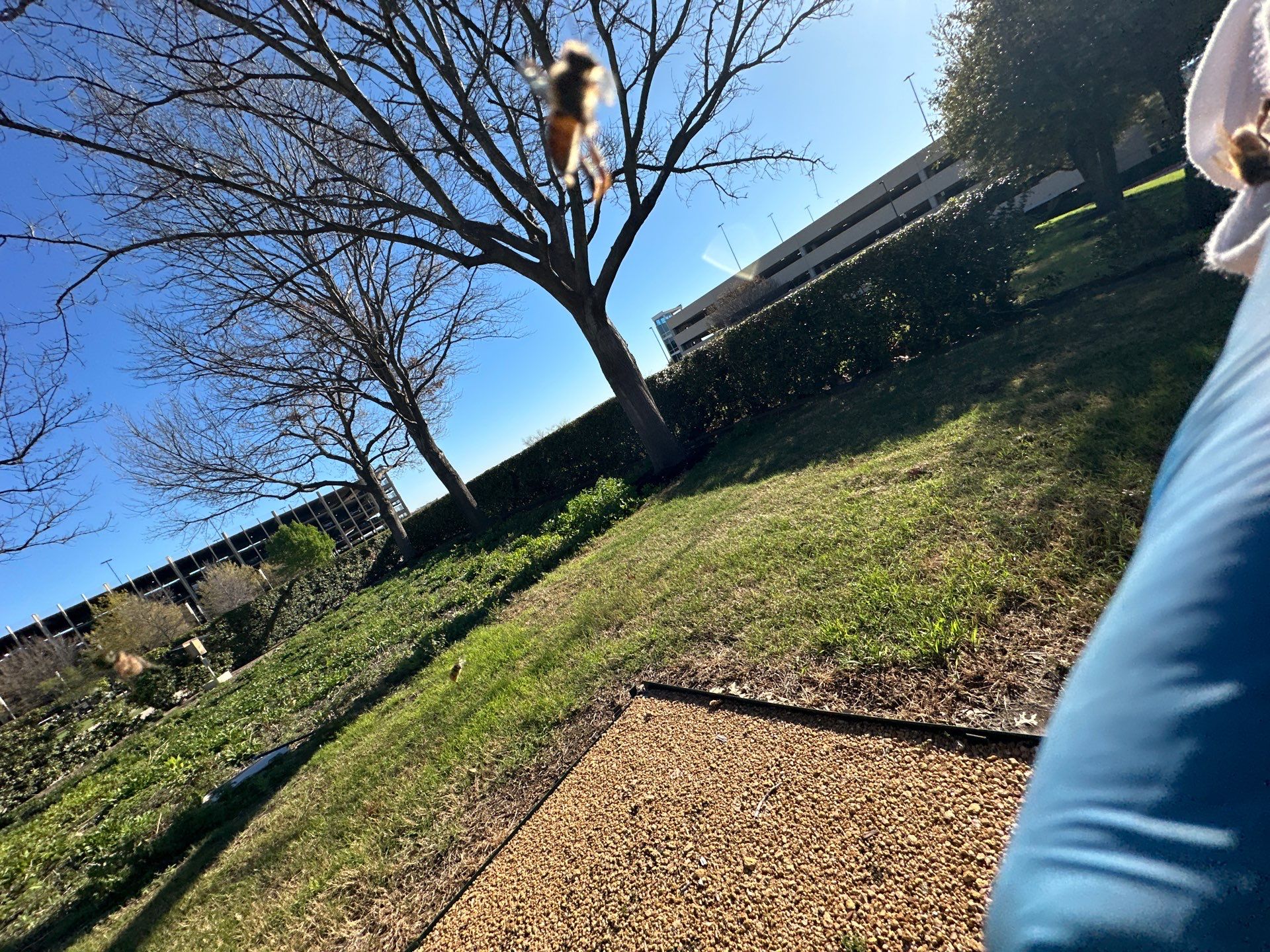 Richdardson Corporate Bees by Rockwall Honey Bee Company