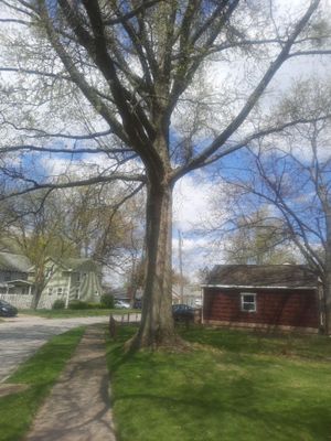 Tree Trimming using Tree Pruing