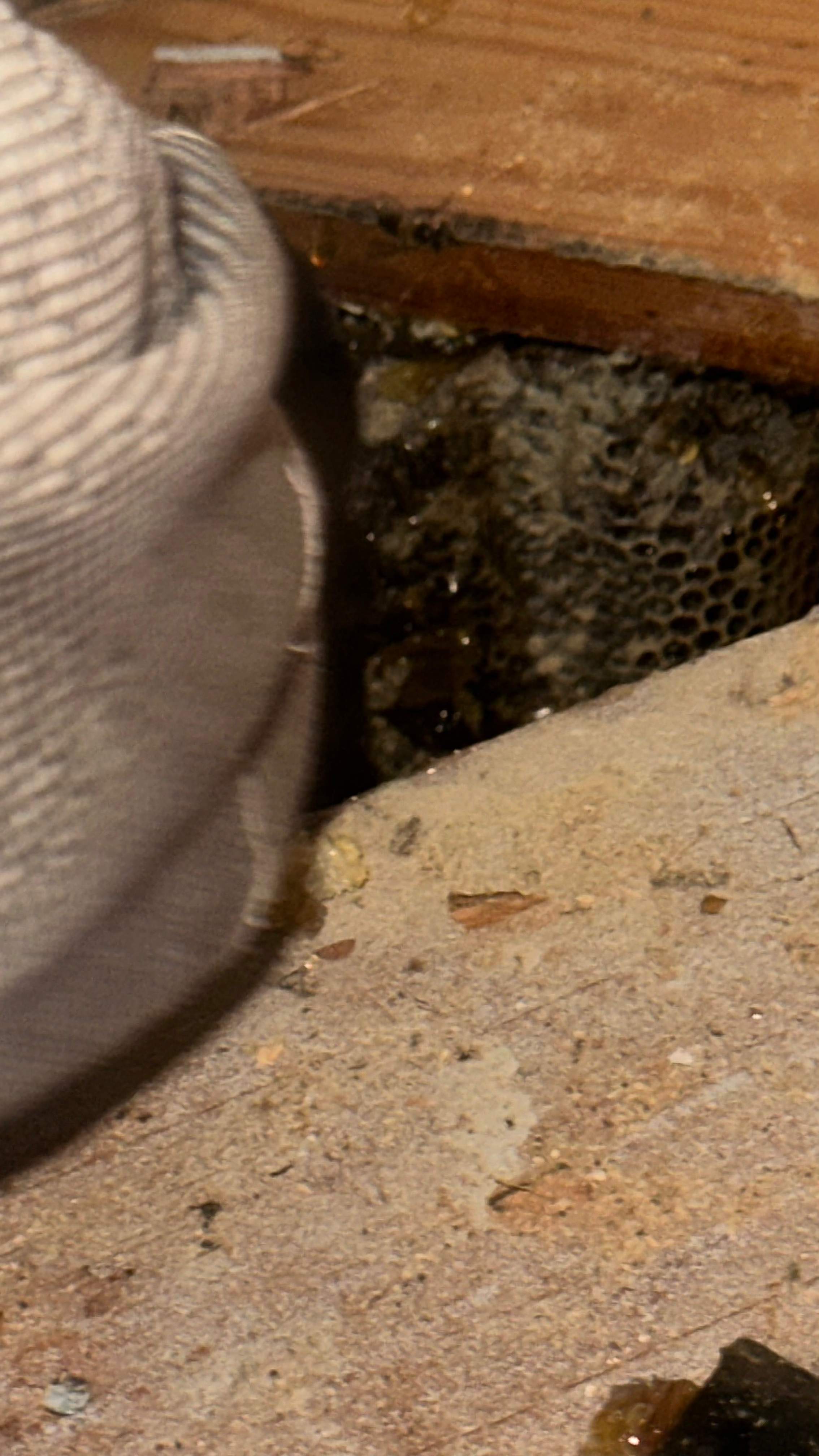 Under-foot. by Rockwall Honey Bee Company