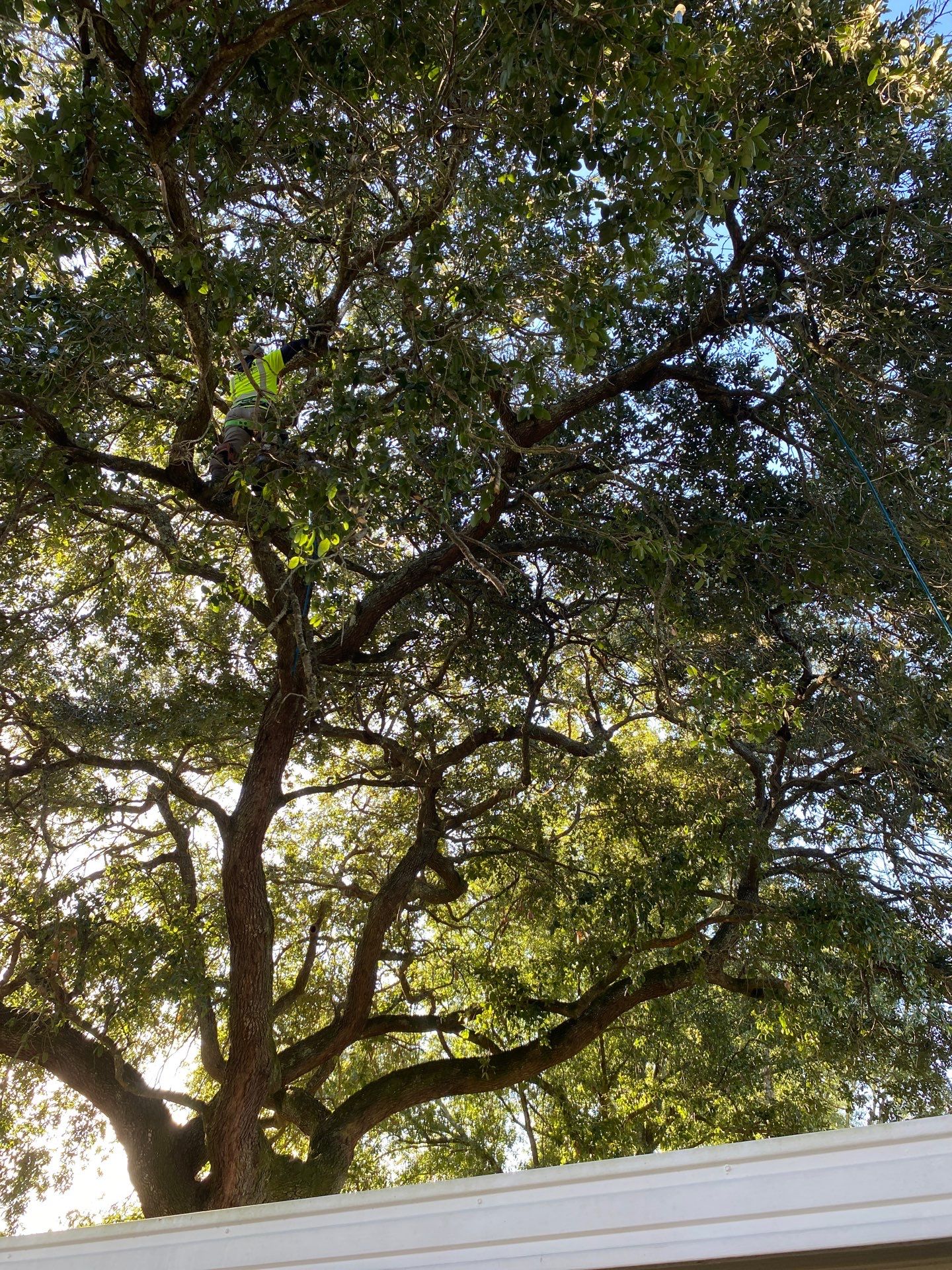 Tree Trimming | Residential by ProGreen Services