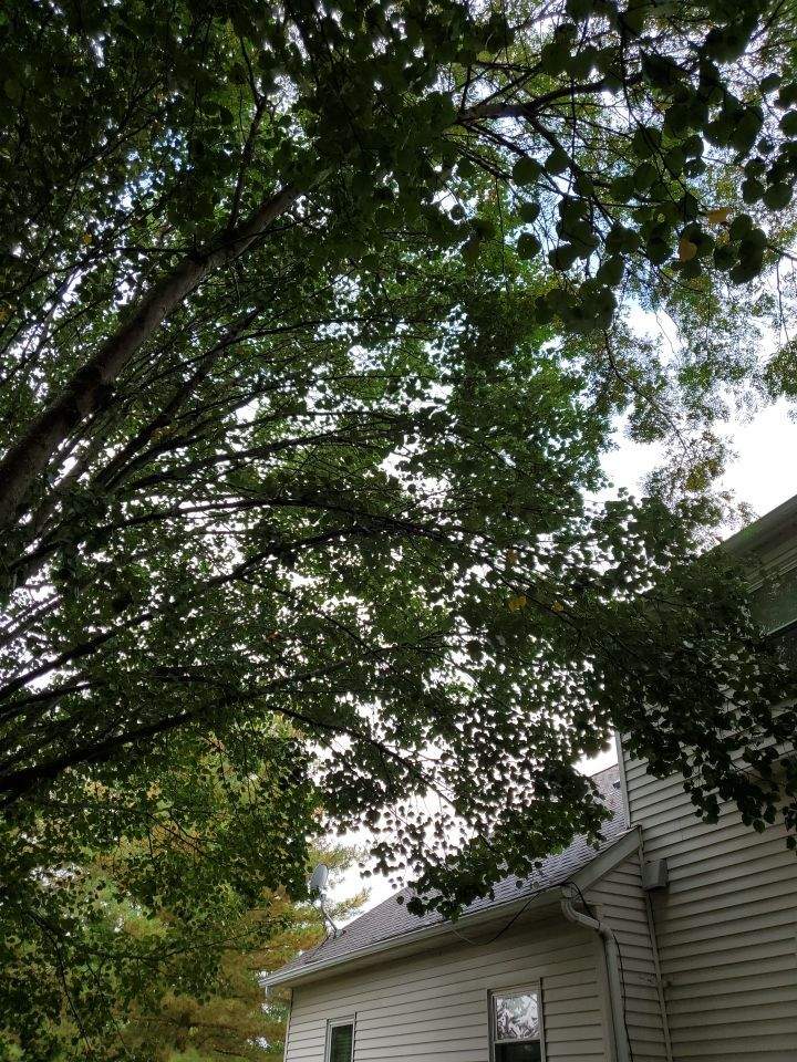 Tree Removal using Tree Removal by Mike Jones & Sons Tree Service LLC 