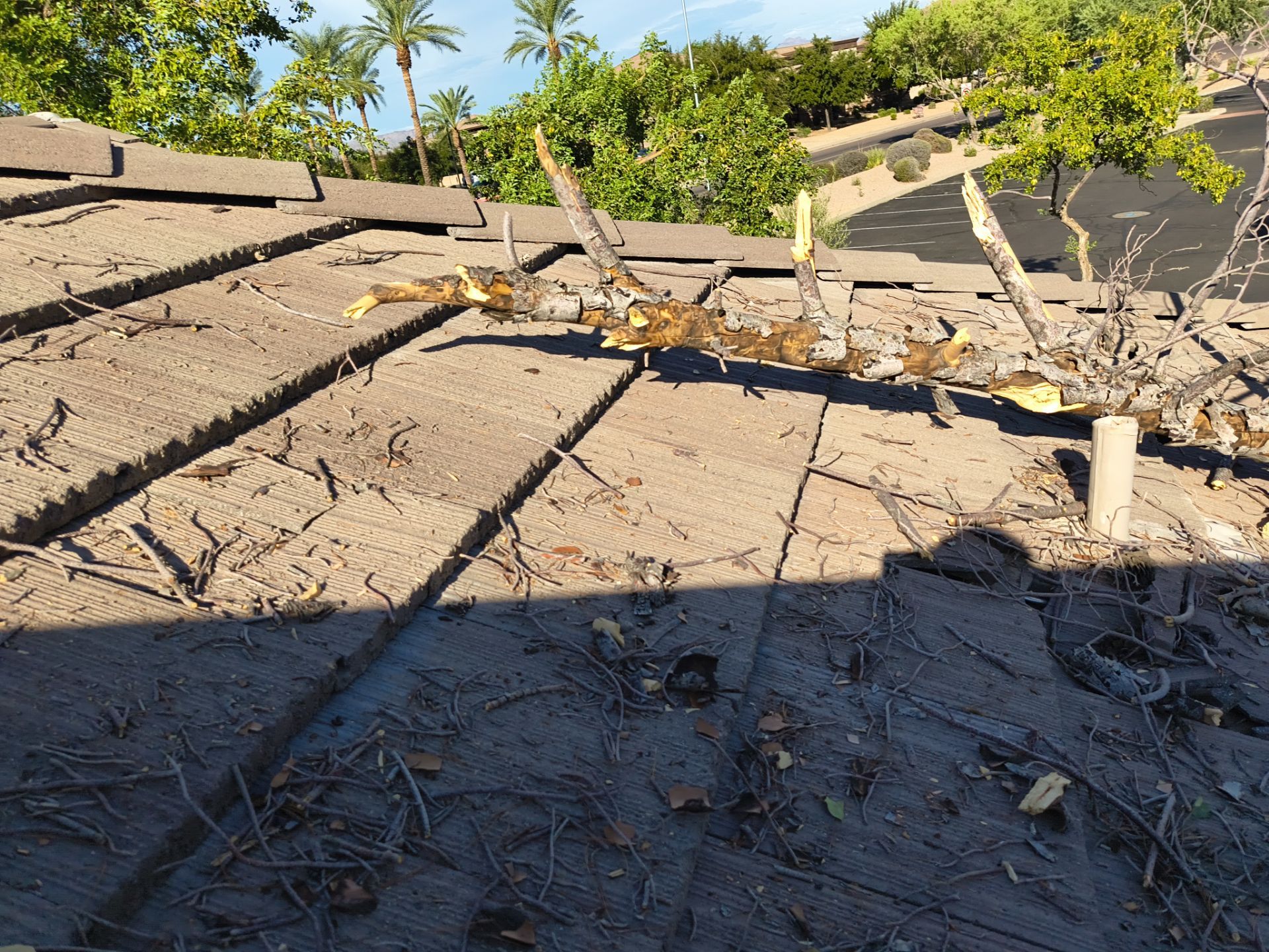 Monsoons storm blew tree down in Mesa, AZ by APM Builders LLC