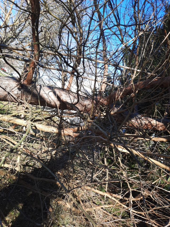 Storm Damaged Tree Removal  using Tree Removal by Mike Jones & Sons Tree Service LLC 