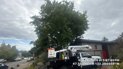 Seattle Emergency Tree Trimming for Storm-Damaged Sweetgum
