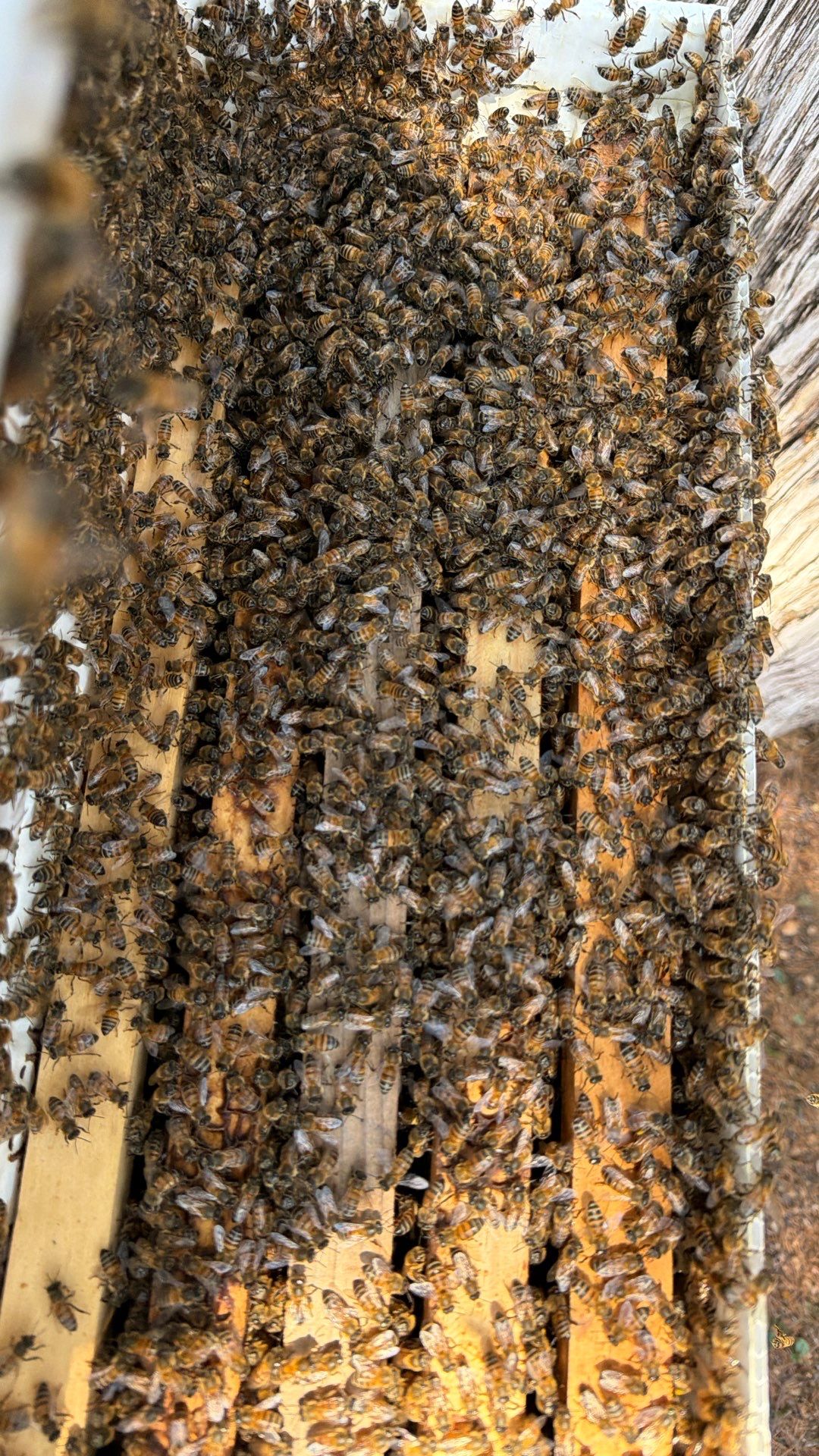 Cavern-Crack Tree Bees by Rockwall Honey Bee Company