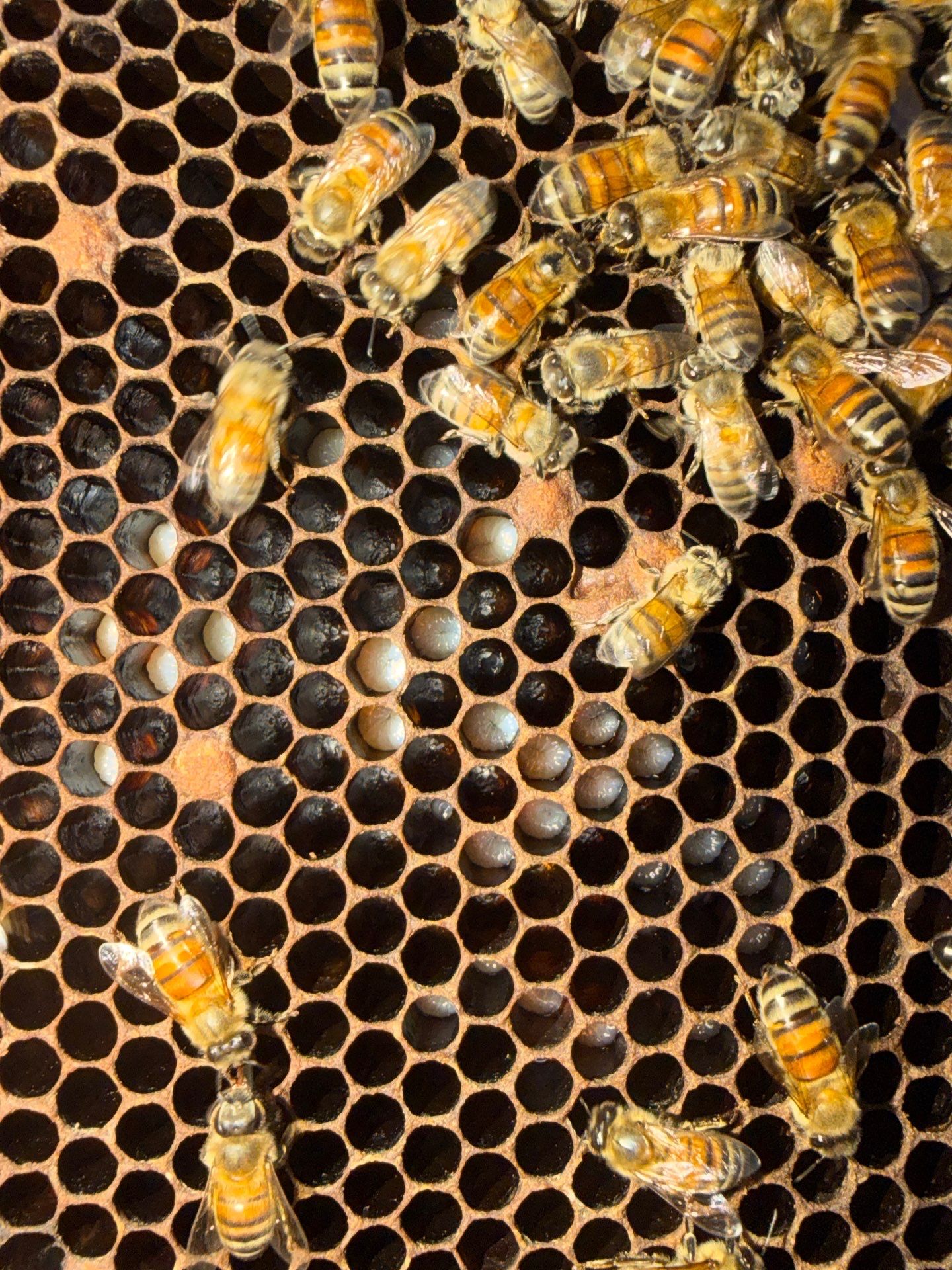 Bees by the Lot by Rockwall Honey Bee Company