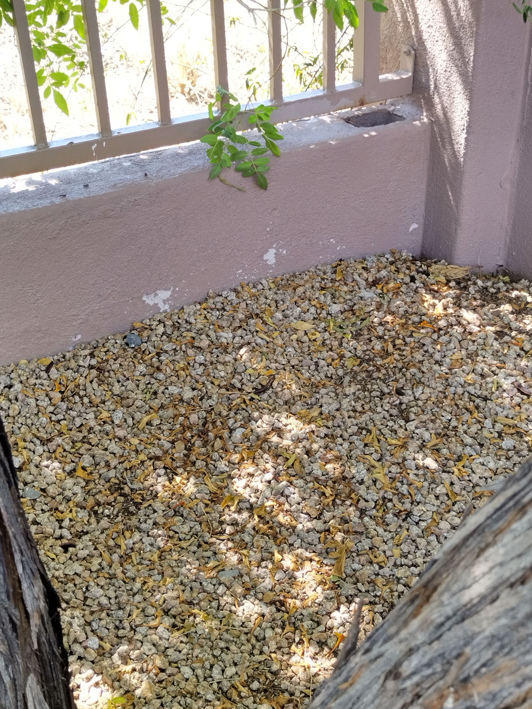 Exterior Painting & Garage Floor Coating - Scottsdale by Crash of Rhinos Painting & Garage Floors