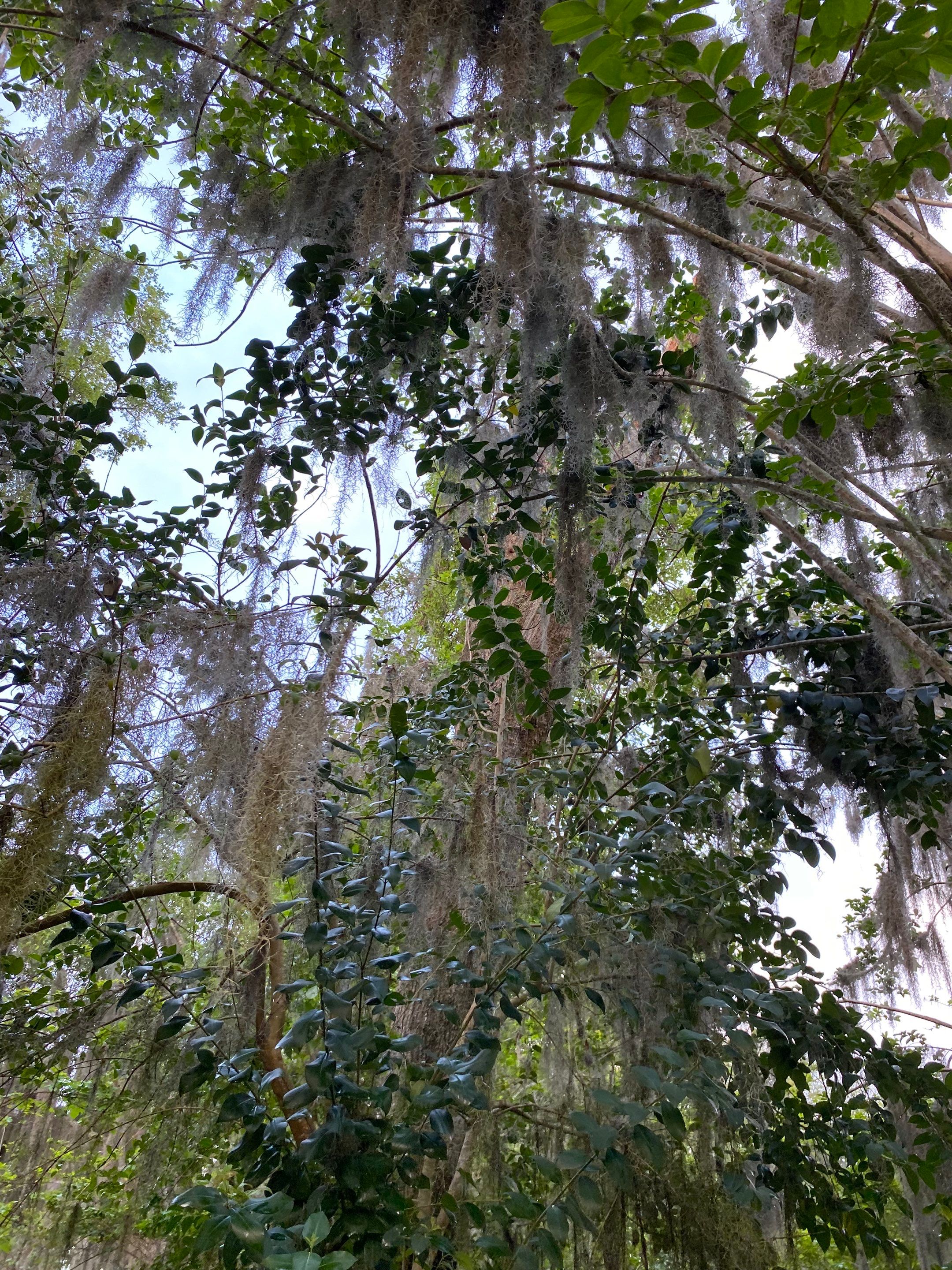 Residential | Tree Removal by ProGreen Services