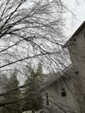 Tree Removal using Tree Removal by Mike Jones & Sons Tree Service LLC 