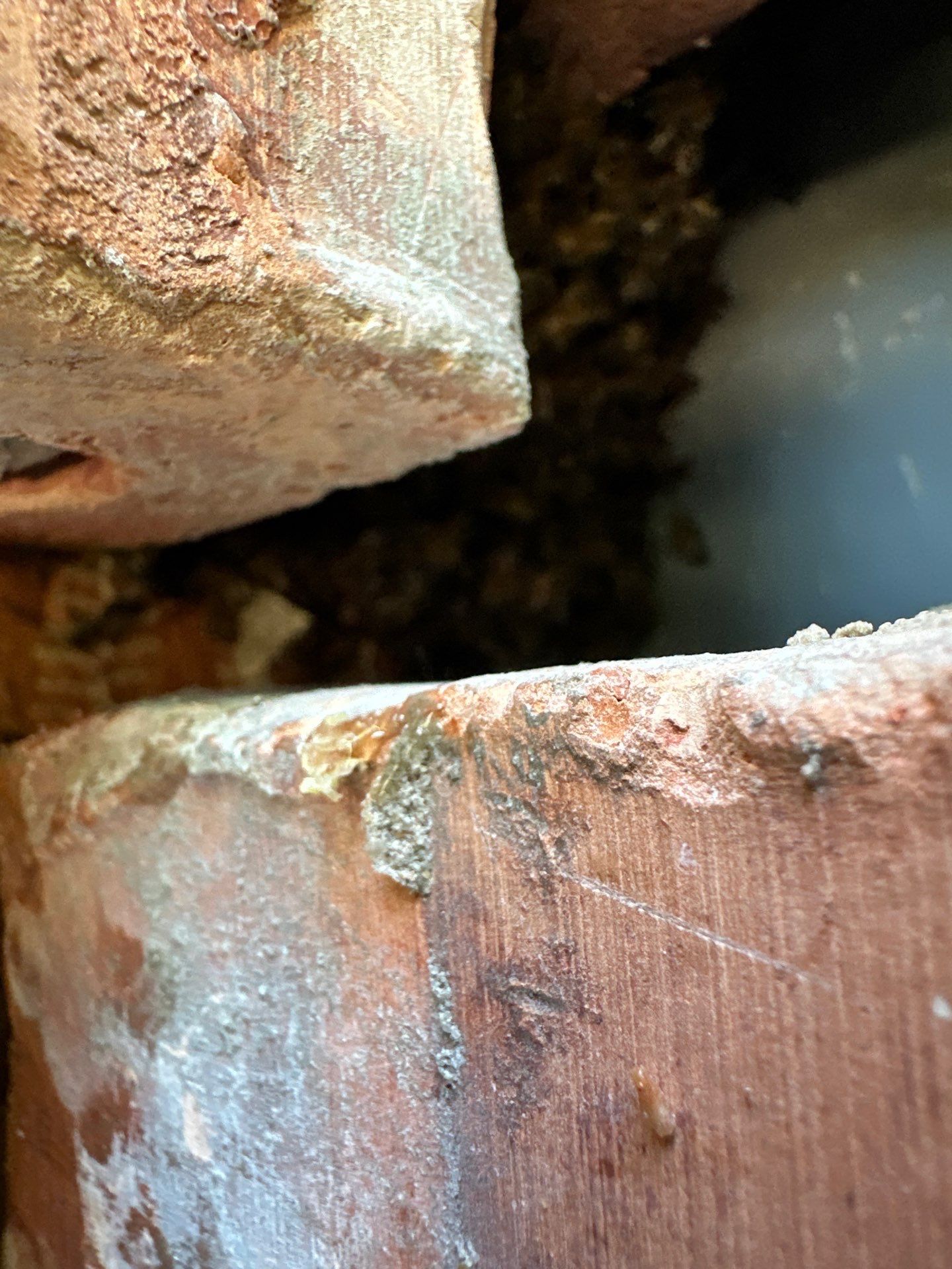 Bees Behind Bricks by Rockwall Honey Bee Company