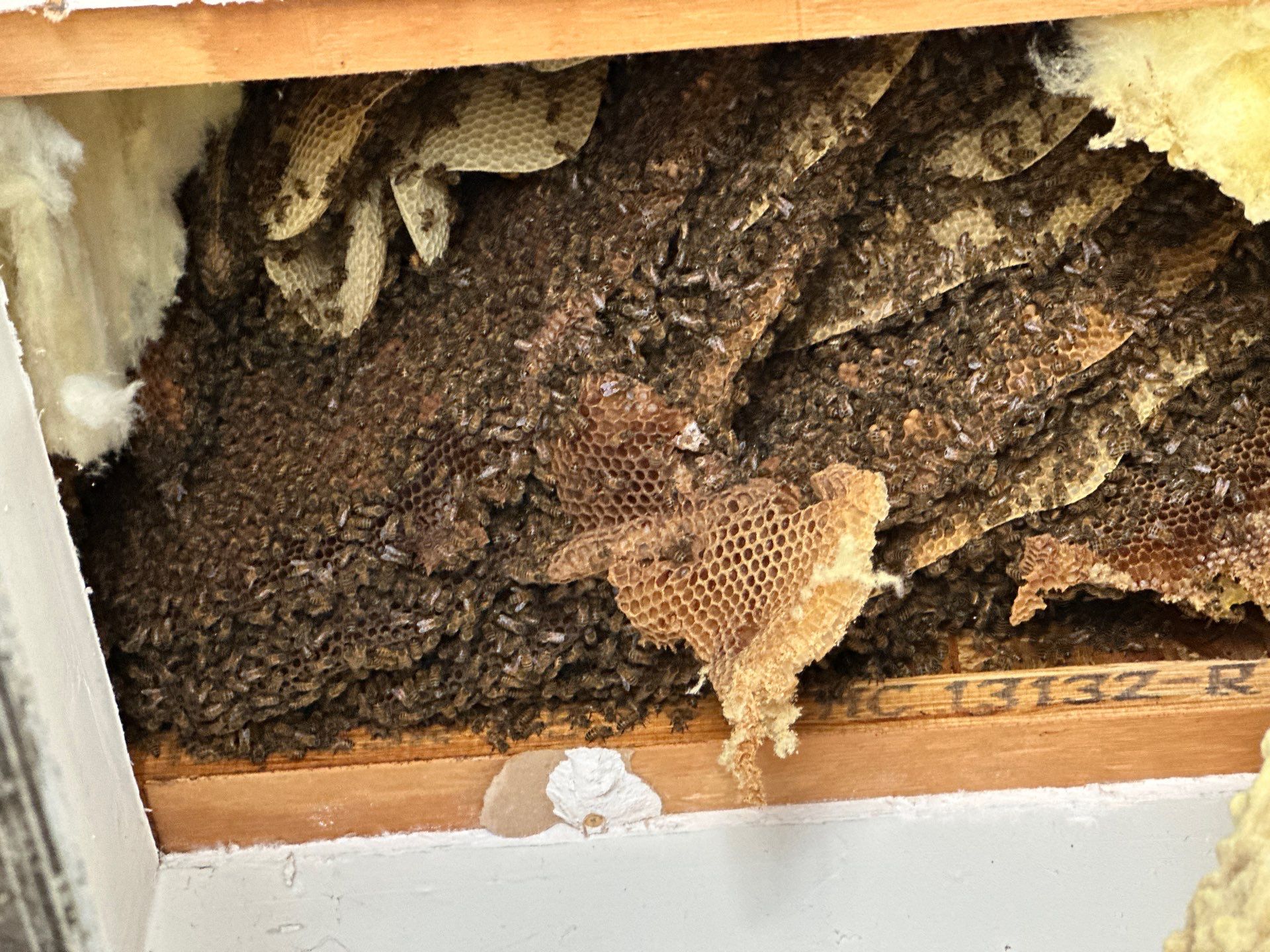 First Spring 2026 by Rockwall Honey Bee Company