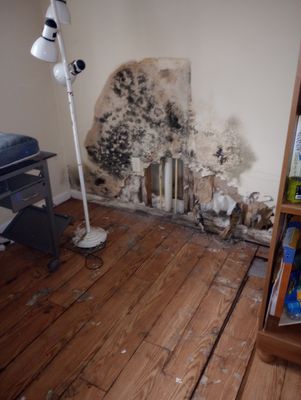 Mold Remediation Estimate in Austin, IN