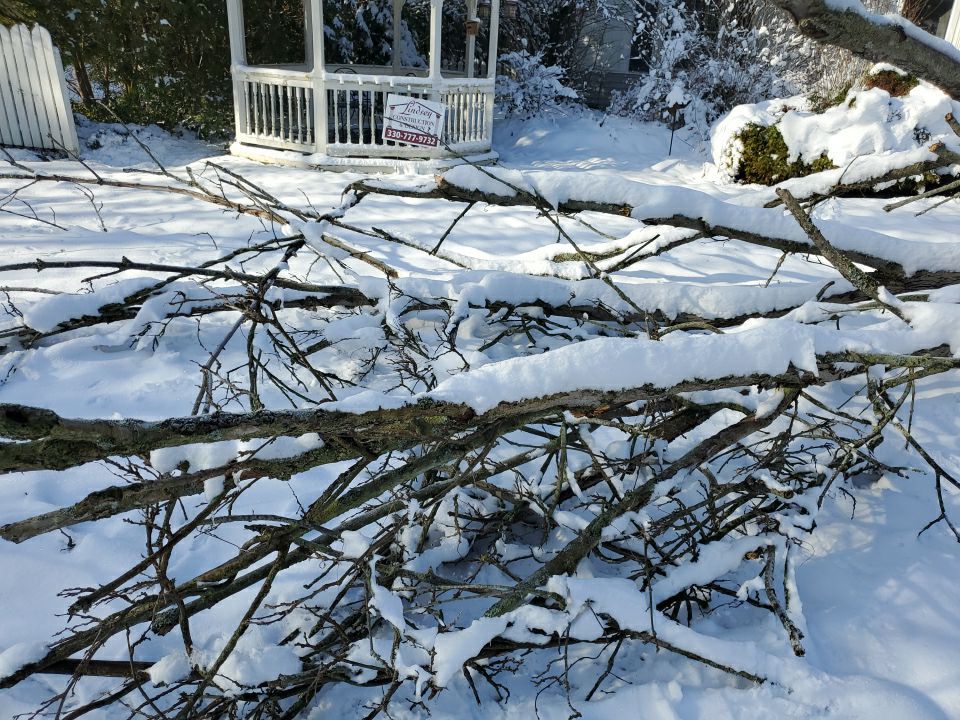 Tree Removal using Tree Removal by Mike Jones & Sons Tree Service LLC 